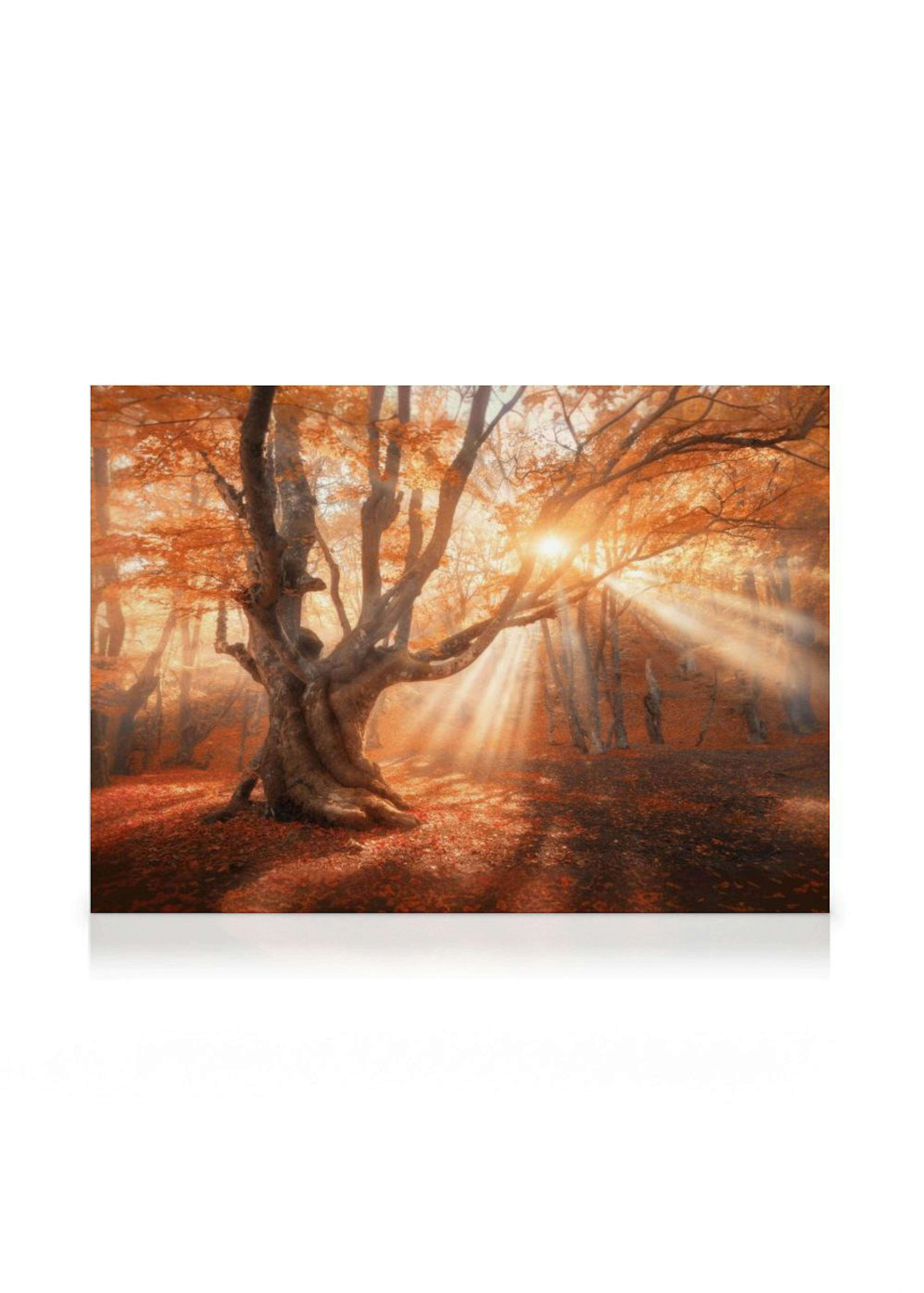 Toile dun arbre dautomne aux feuilles orange et rouges, avec le soleil couchant créant des rayons lumineux à travers les branche