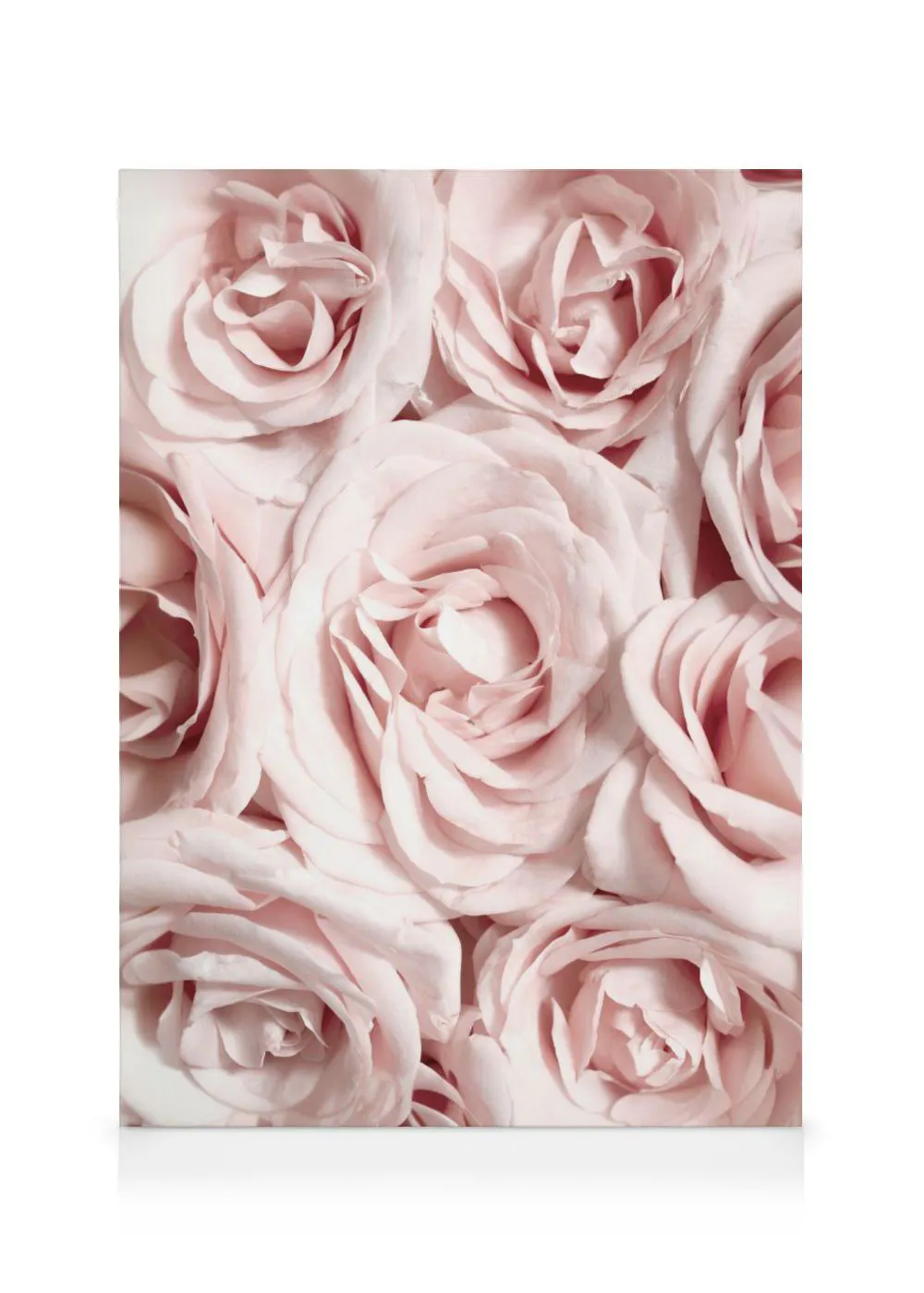 A canvas displaying a close-up of light pink roses with unfurling petals, filling the entire frame.