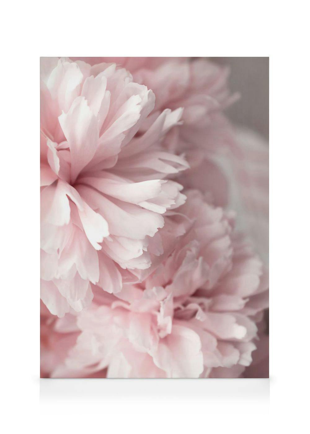 Een canvas met een close-up van zachtroze pioenrozen met delicate bloemblaadjes.