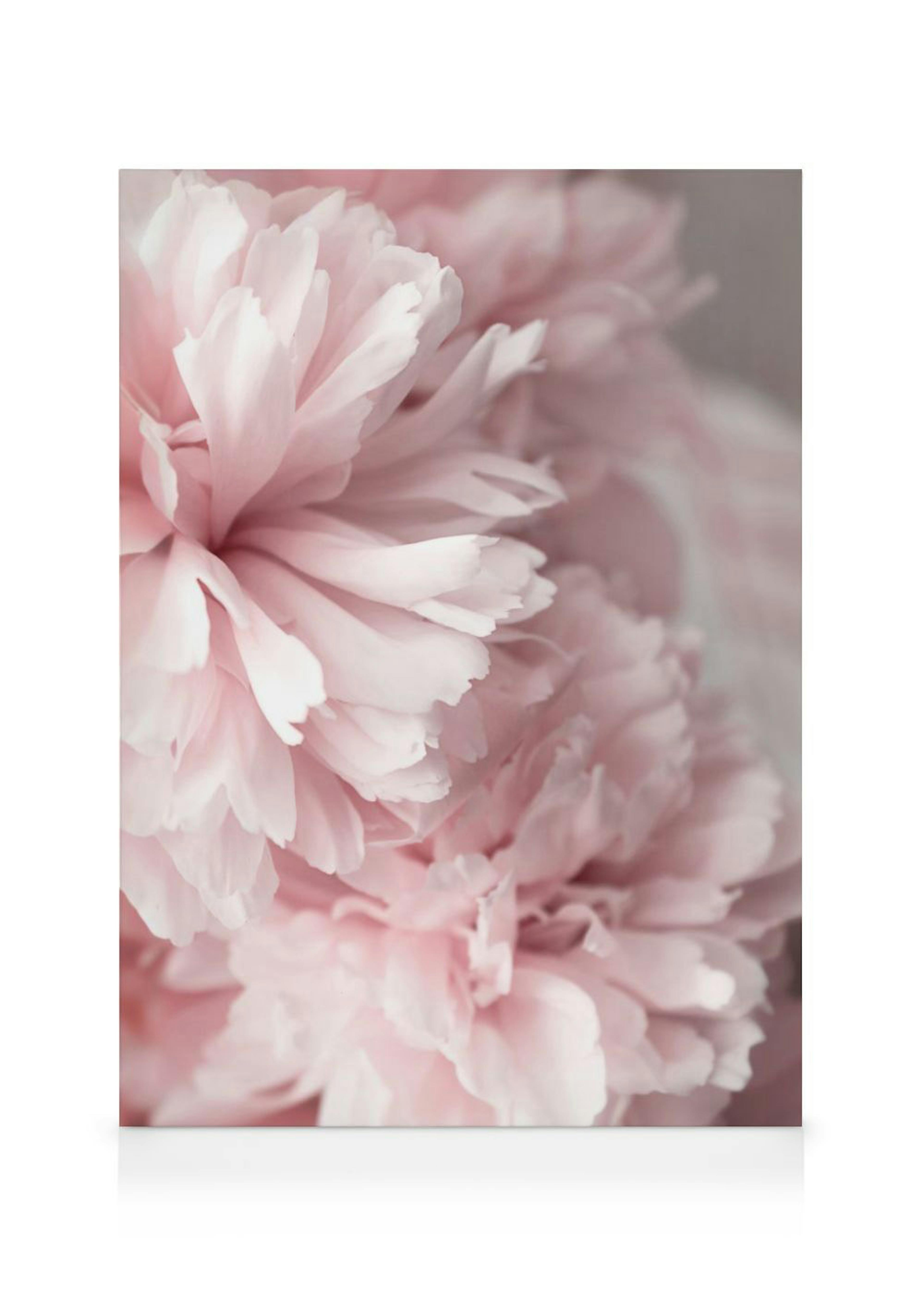 Pink Peonies Close Up Canvas print 0