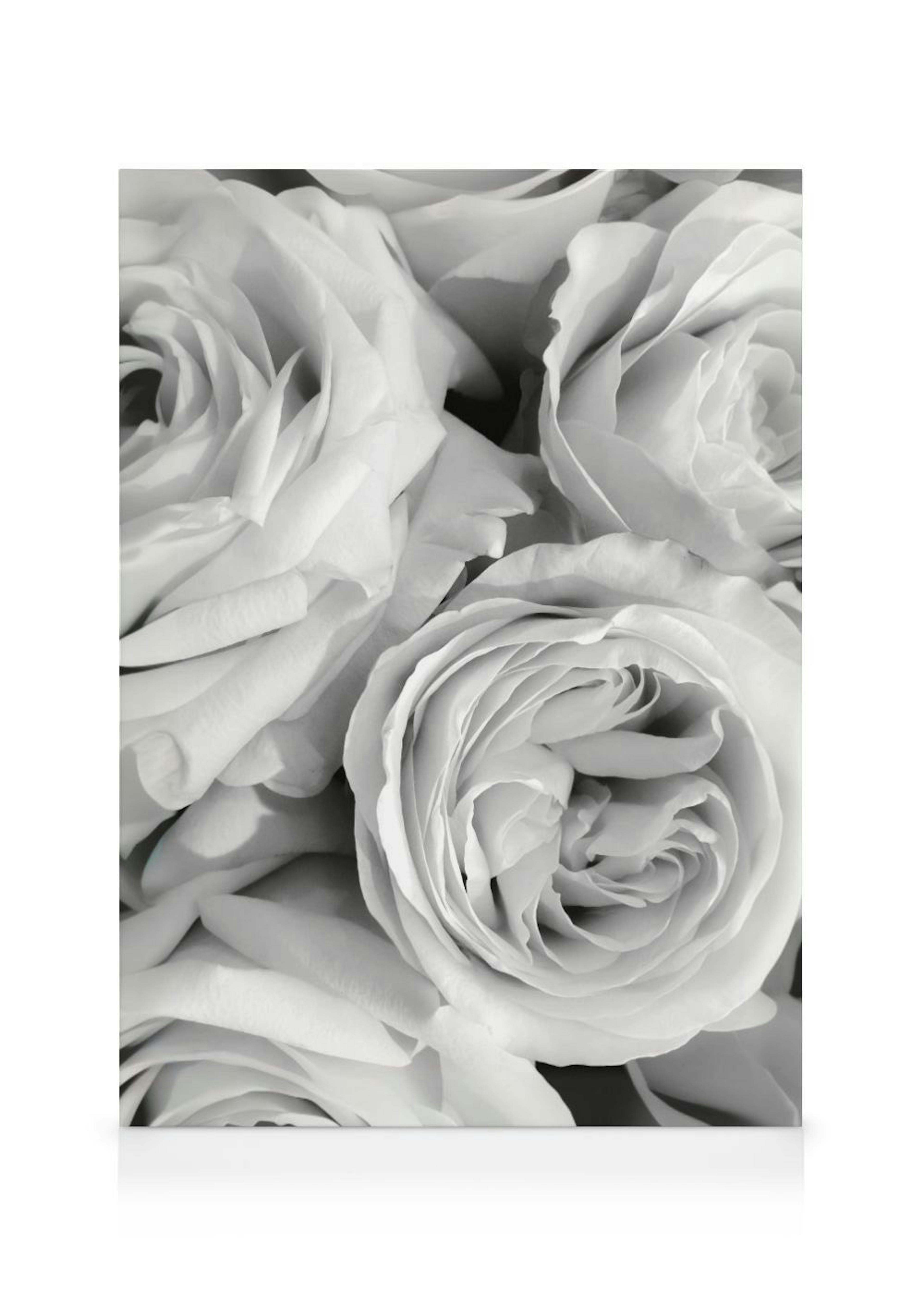 Monochrome Roses Canvas Print 0