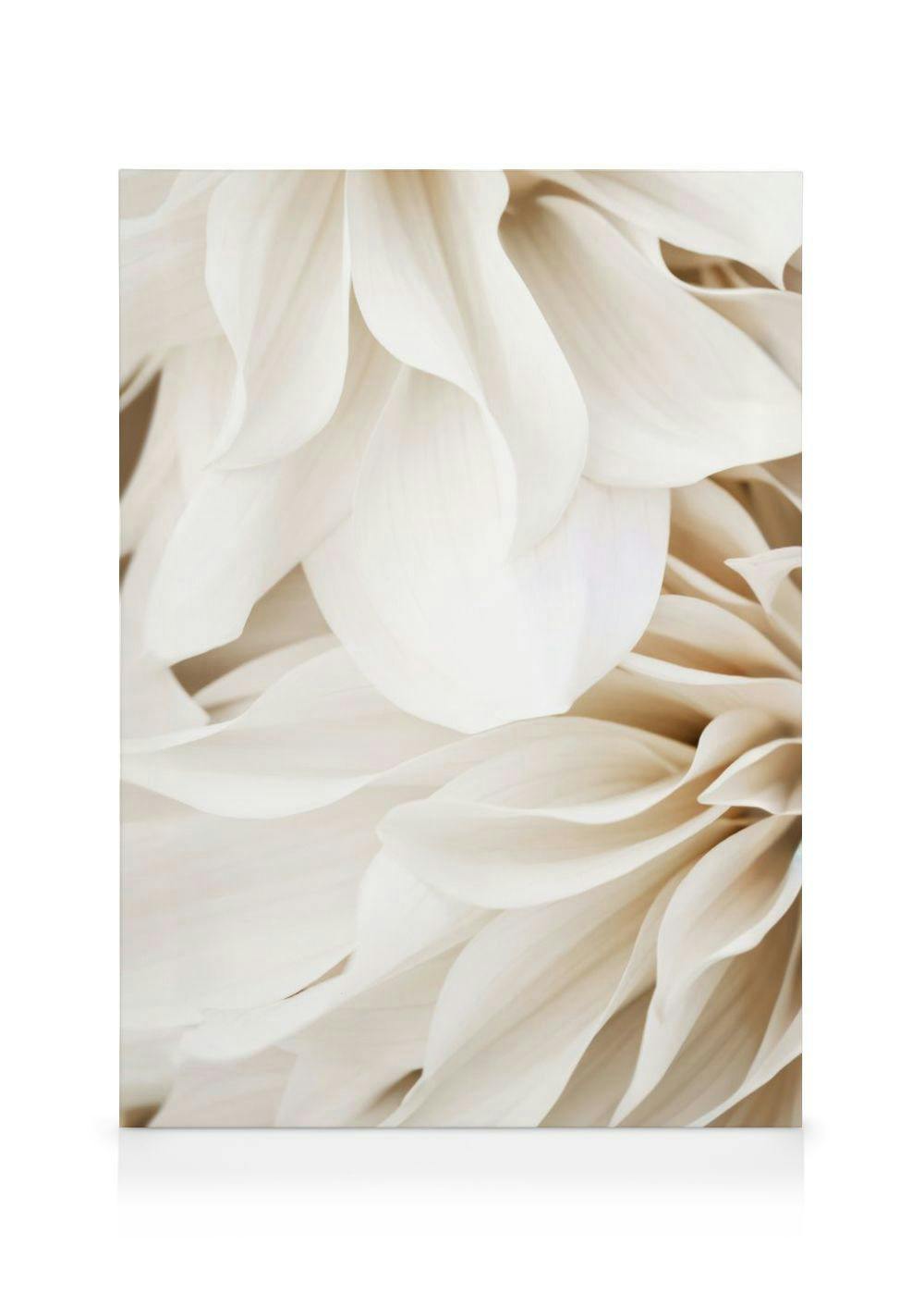 Dahlia Dream No1 Stampa su tela (70x100 cm - Cornice in nero) - Poster Store