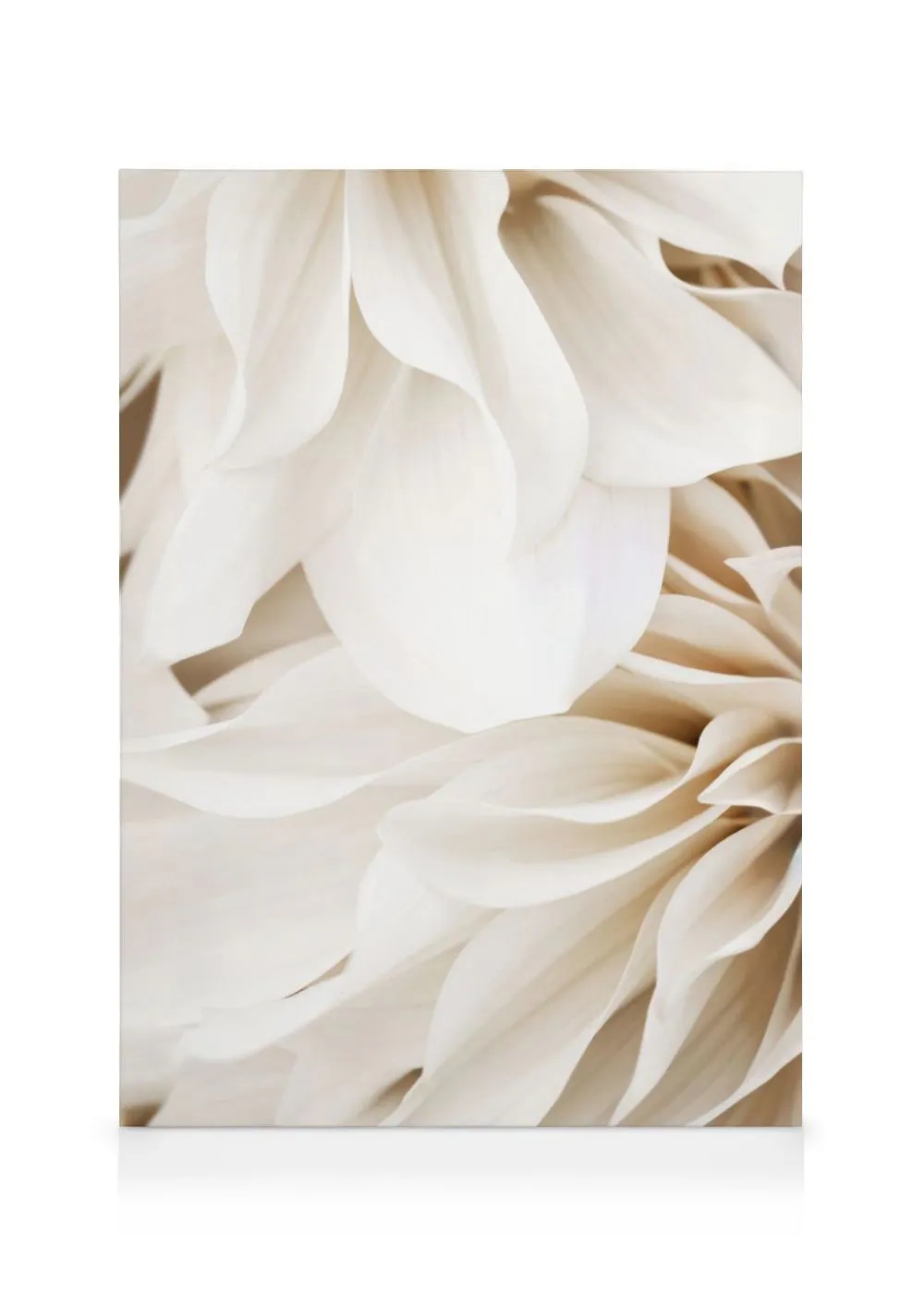 A canvas close-up of delicate white and beige flower petals, showcasing their soft curves and layered texture.