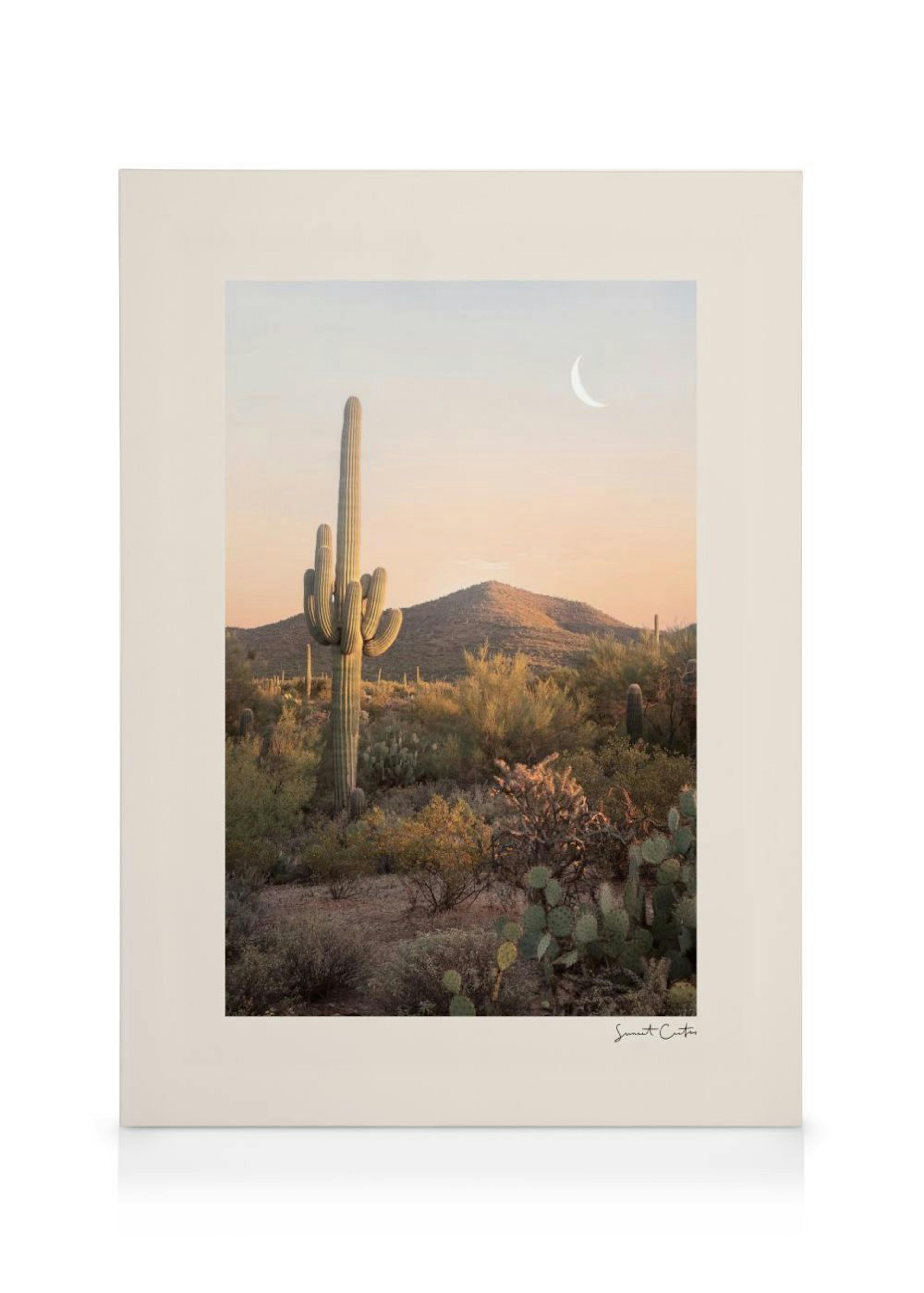 Sunset Cactus Canvas Print 0