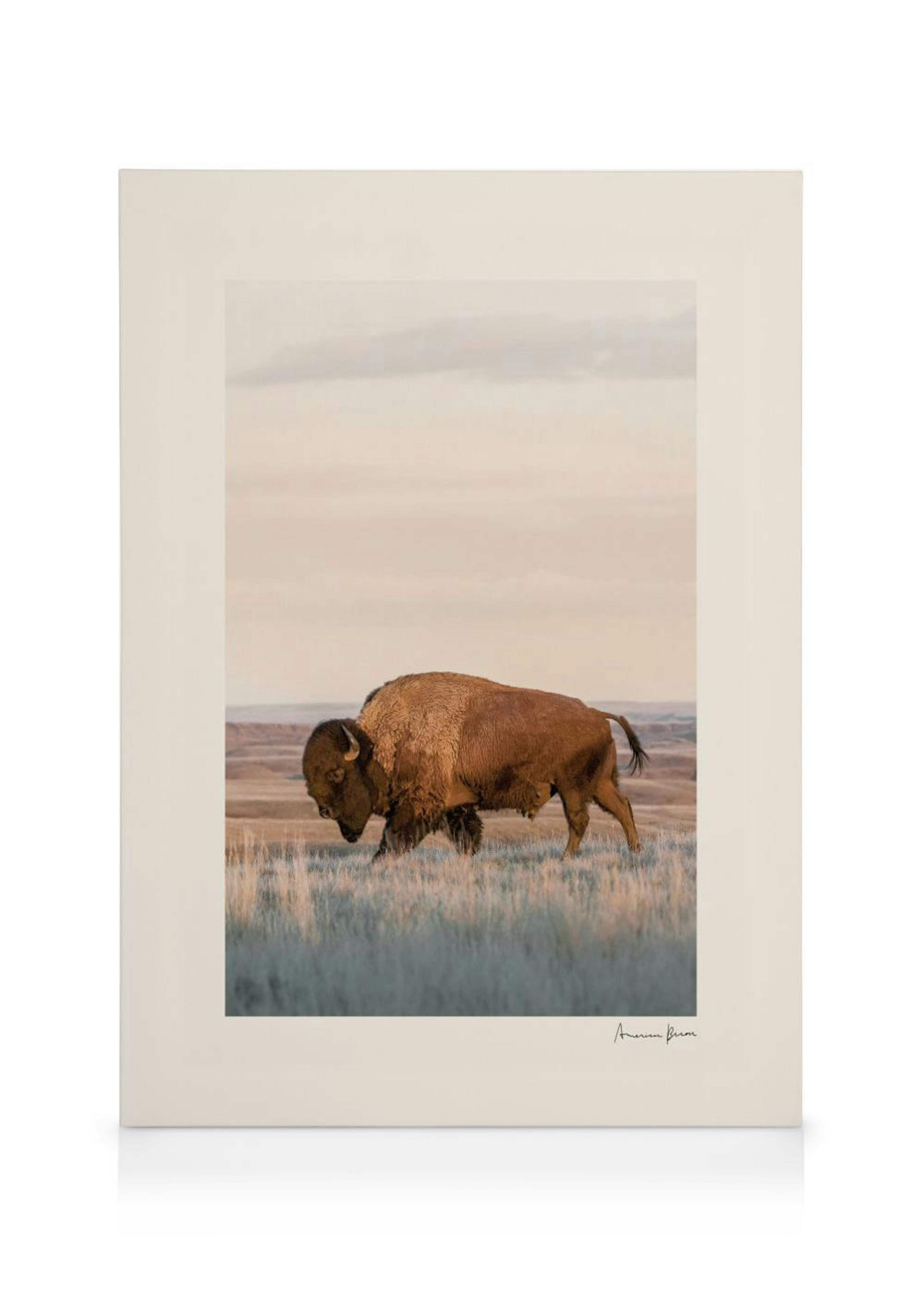 Amerikanischer Bison Leinwandbild 0
