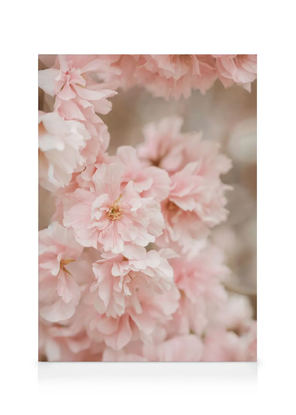A canvas displaying a close-up of delicate pink cherry blossoms in full bloom, soft and ethereal.