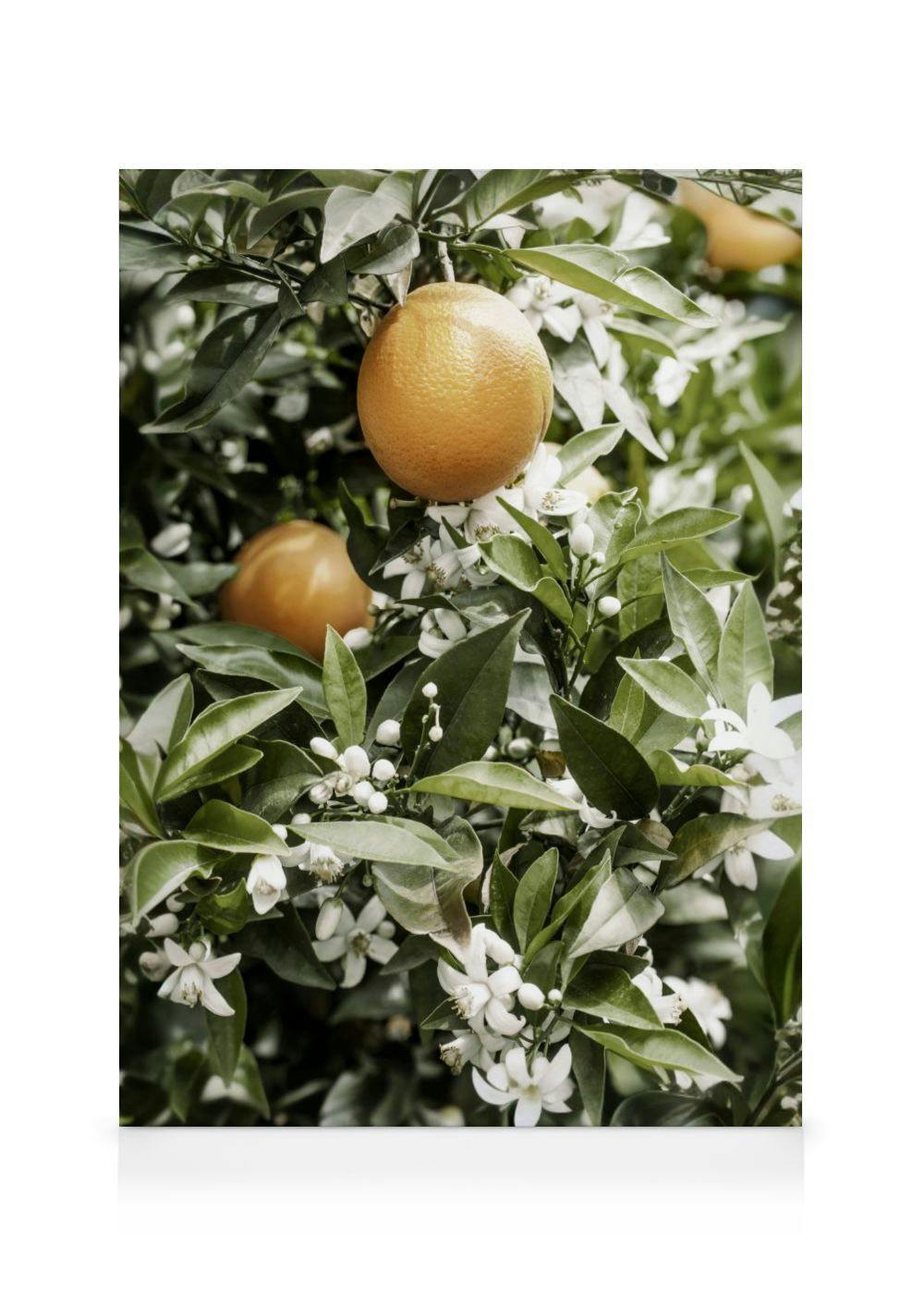 Oranje Boom Canvas (50x70 cm - Fotolijst Eiken) - Poster Store
