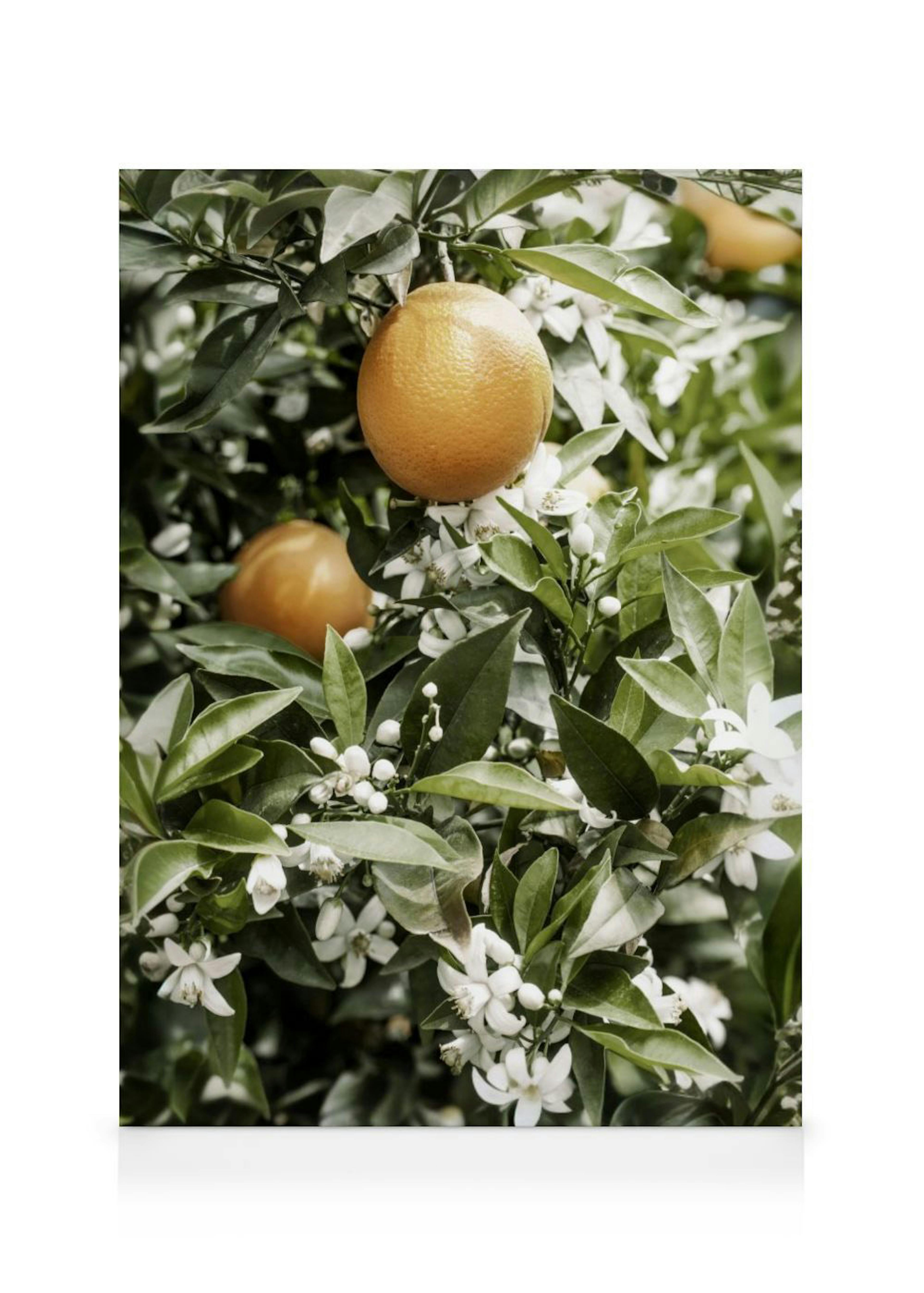 Lienzo de naranjas maduras colgando de un árbol con hojas verdes y delicadas flores blancas.