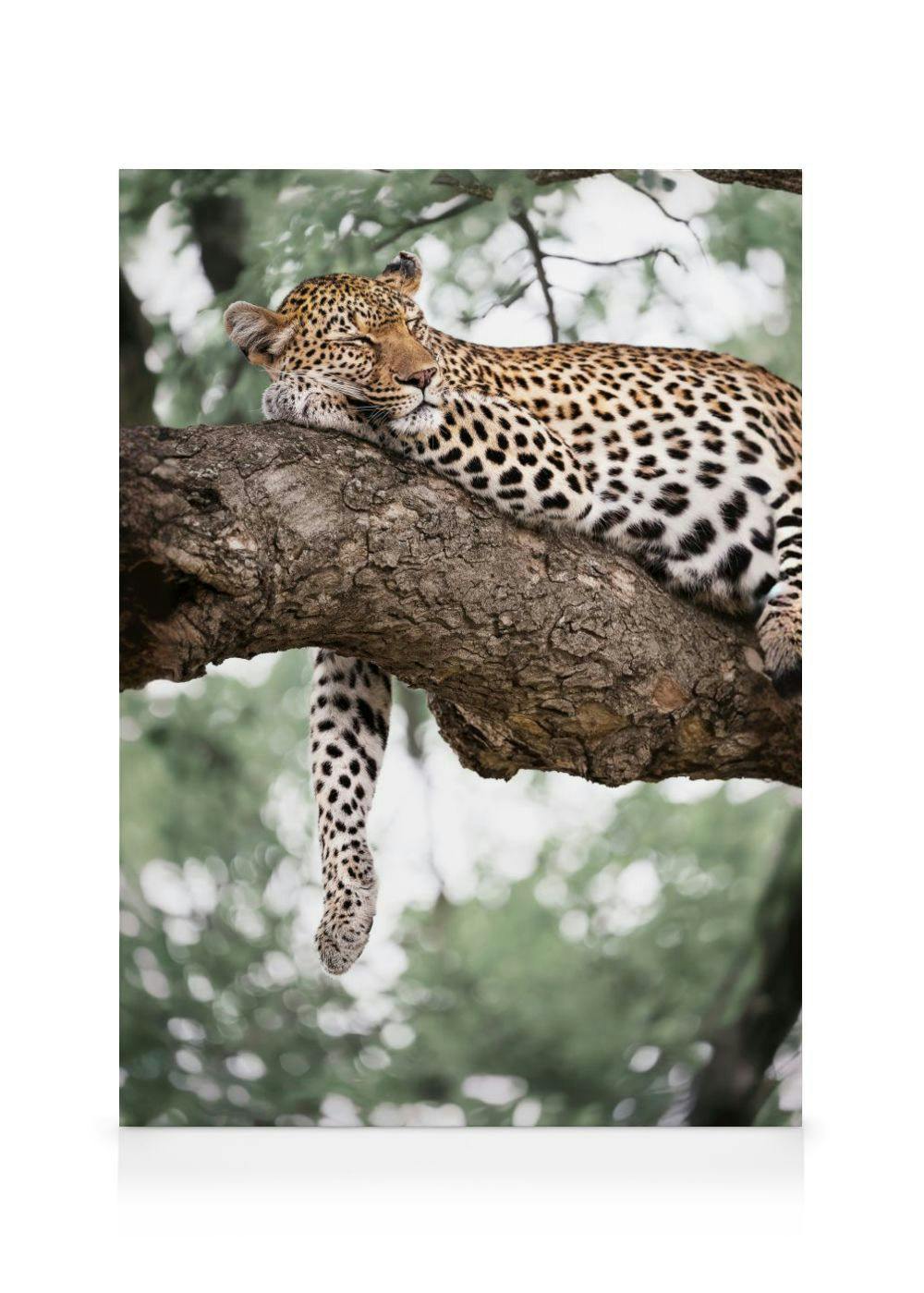 Ontspannende Luipaard Canvas (70x100 cm - Fotolijst Eiken) - Poster Store