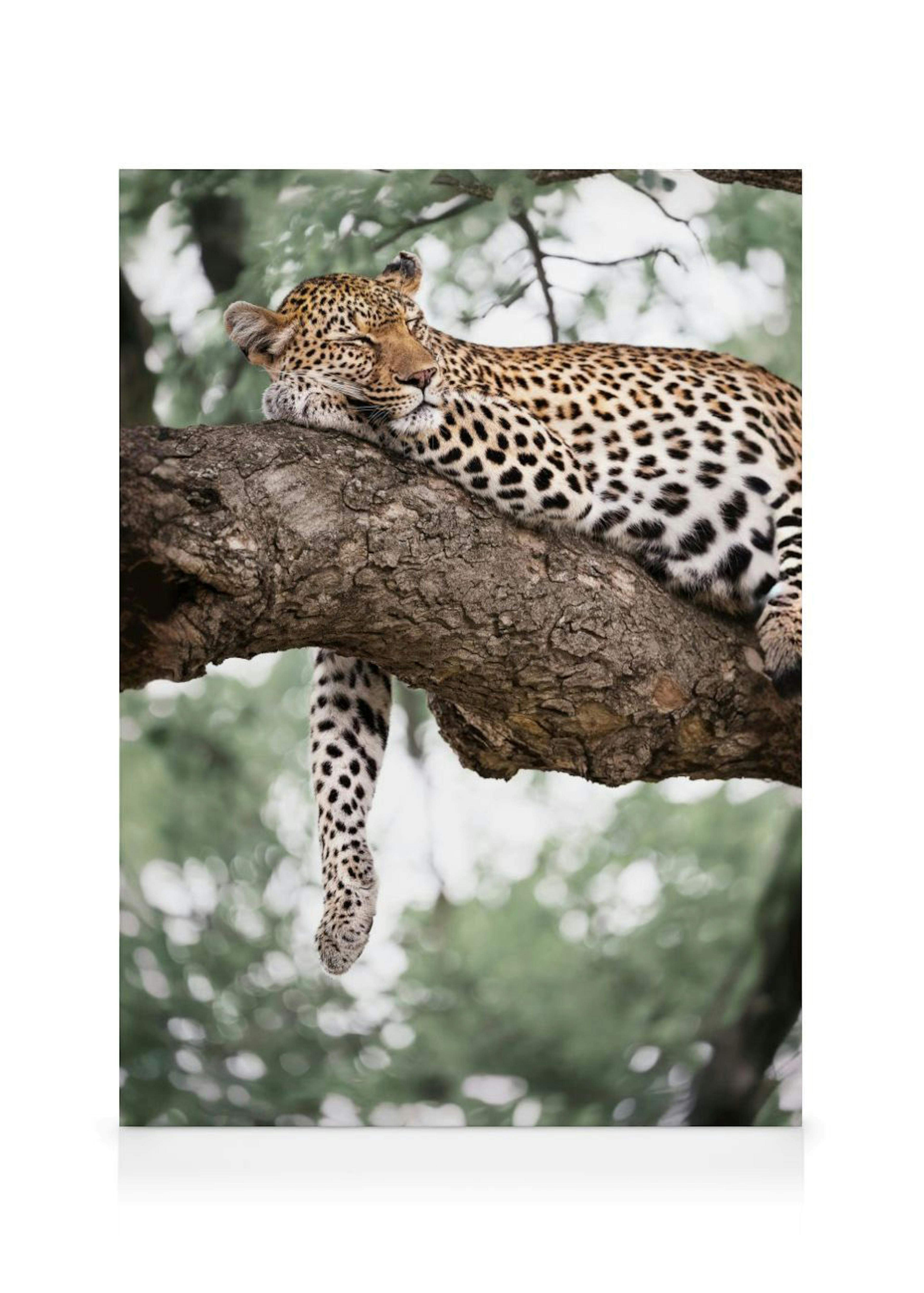 Lerretsbilde av en leopard som sover på en tykk tregren med en grønn, uskarp bakgrunn.