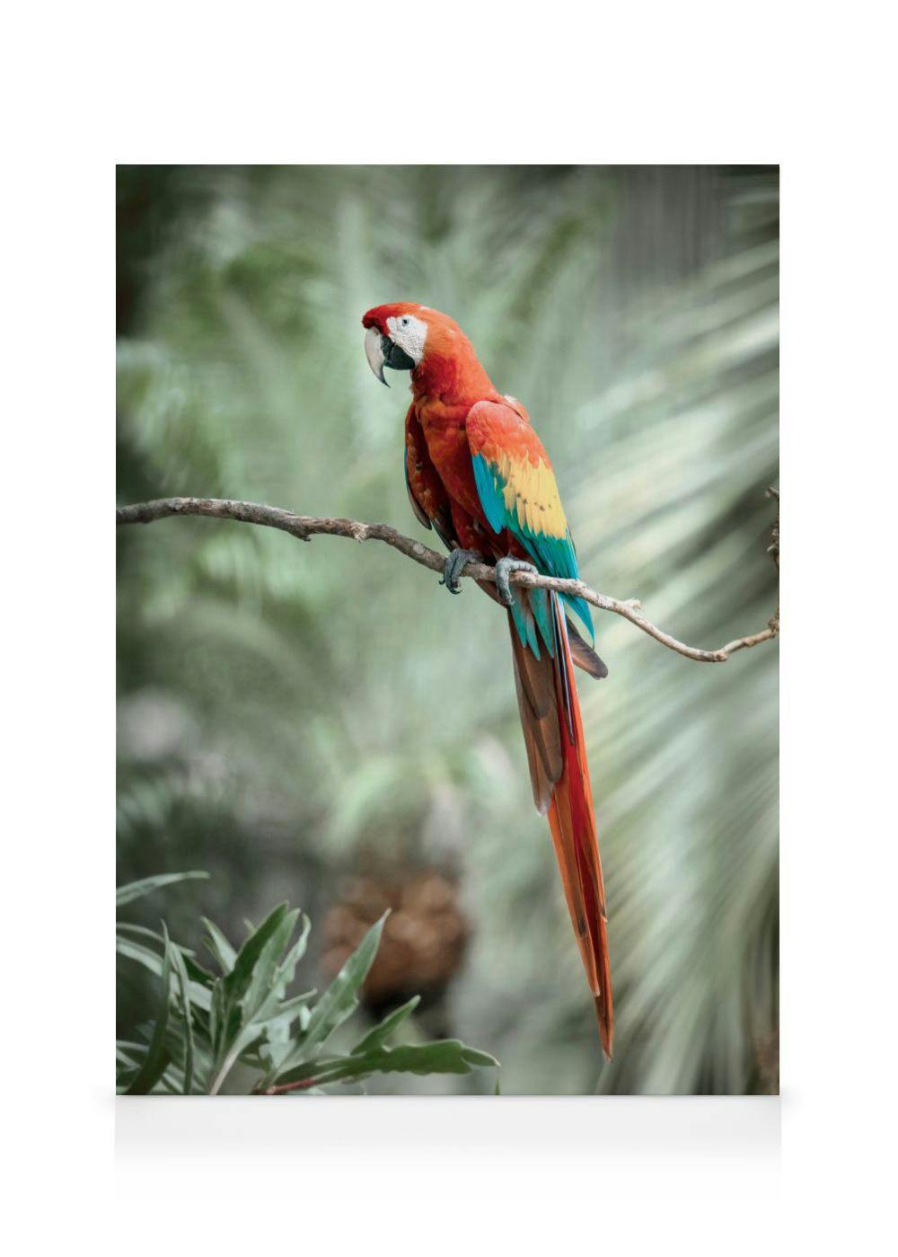Canvas Prints - Parrot Canvas print (50x70 cm - Black Frame) - Poster Store
