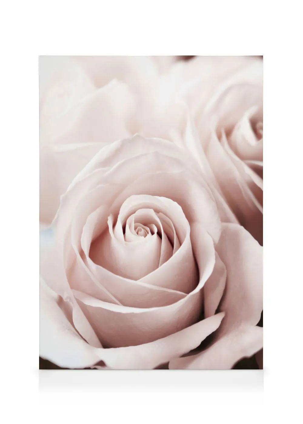 A canvas close-up of delicate pastel pink rose petals in bloom, with soft focus in the background.