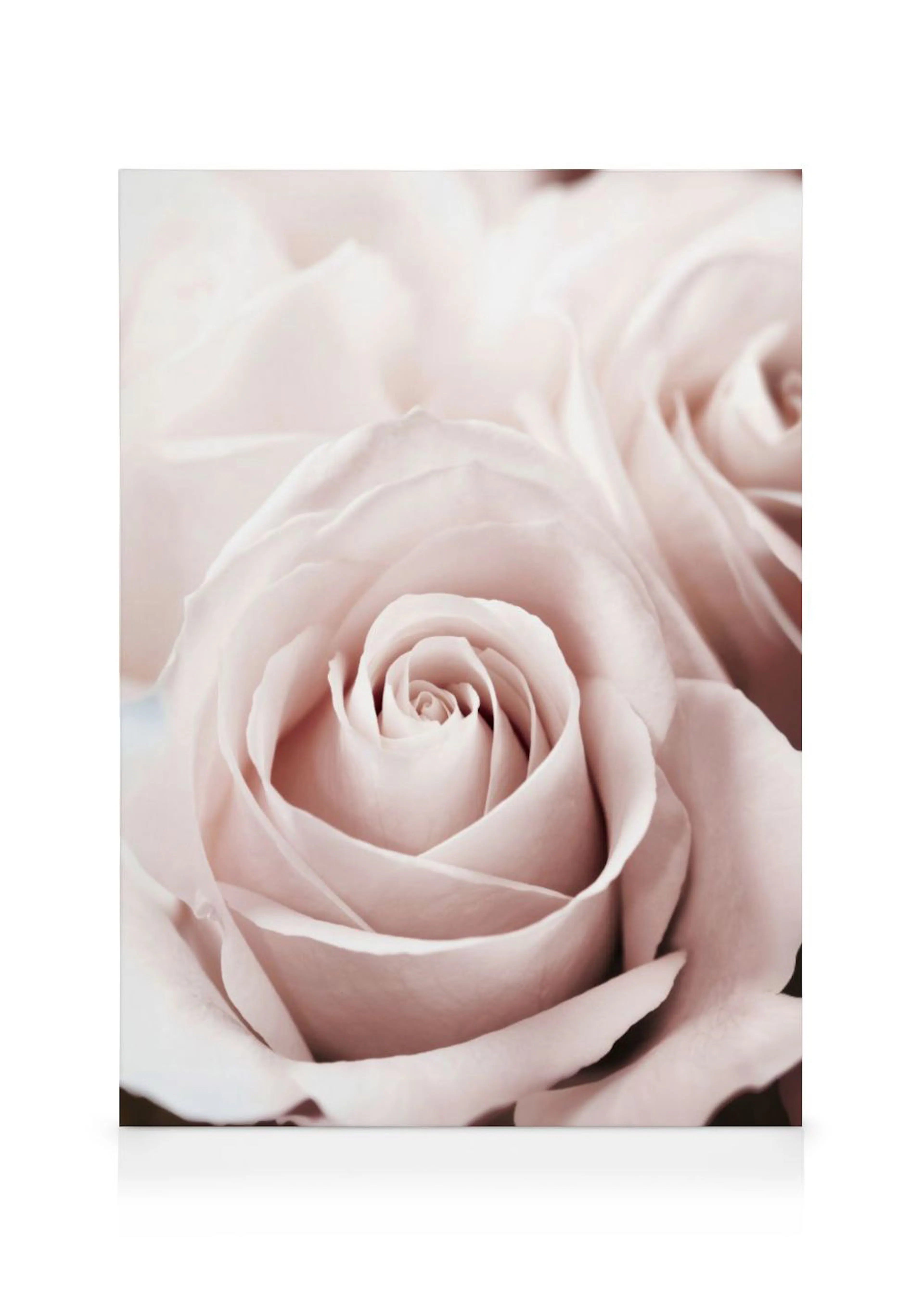A canvas close-up of delicate pastel pink rose petals in bloom, with soft focus in the background.