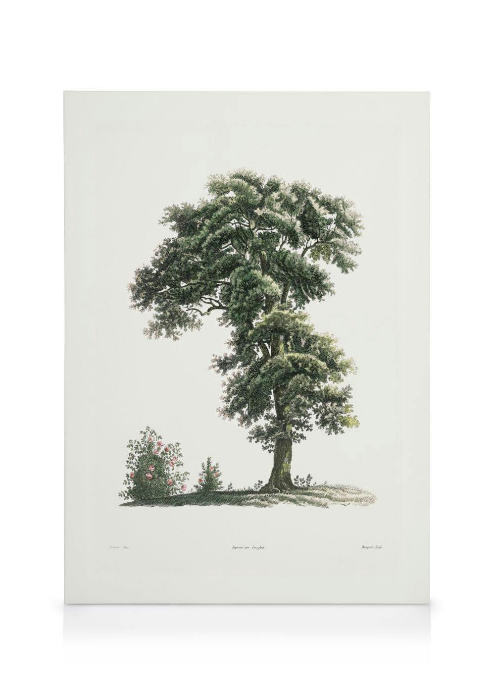 Classical Tree Illustration Canvas Print (50x70 cm) - Poster Store