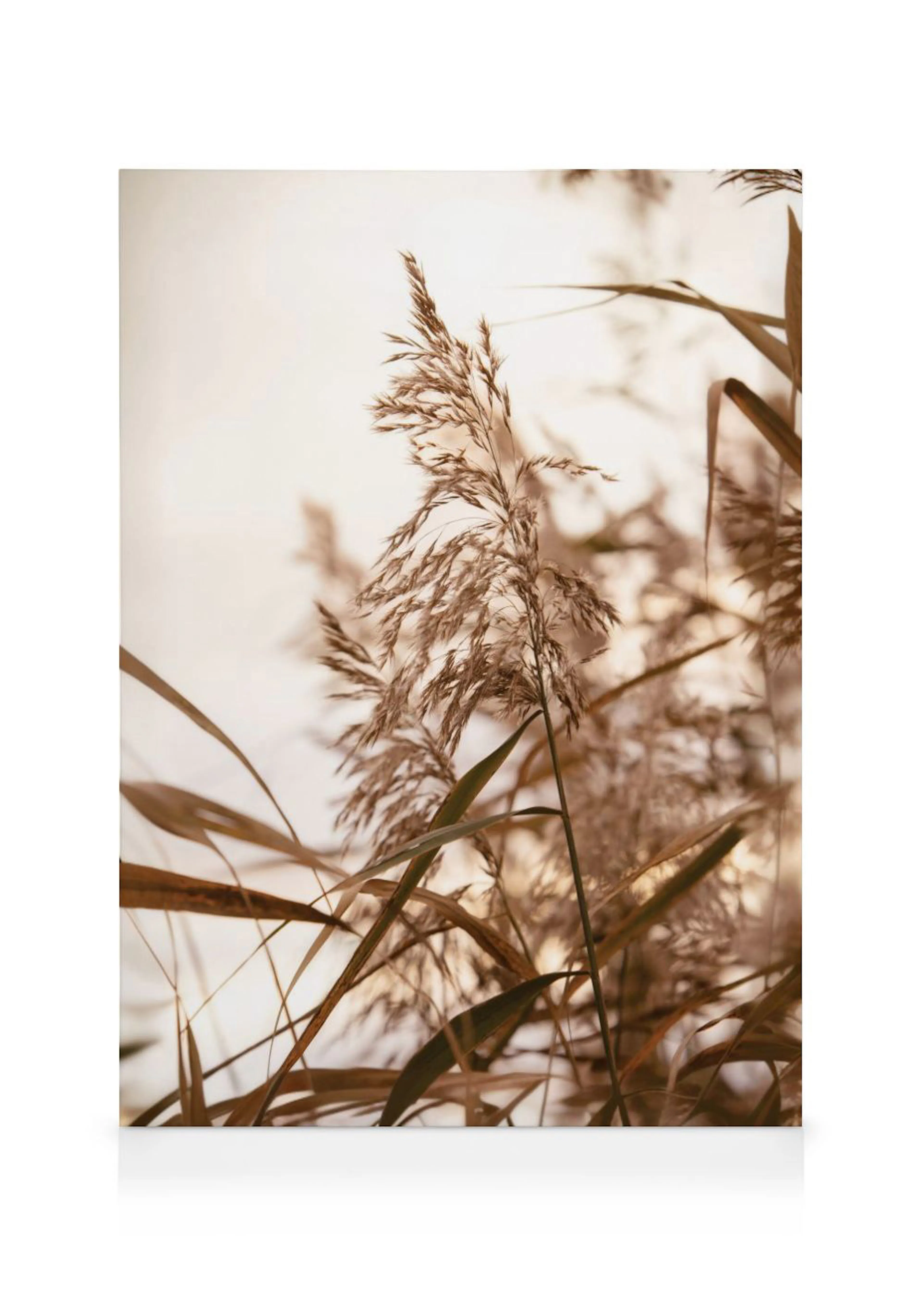 A neutral-toned canvas print featuring close-up details of feathery reeds and long grass against a soft, light background.