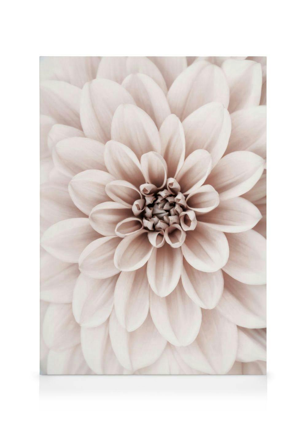 Pink Dahlia Canvas Print (50x70 cm) - Poster Store