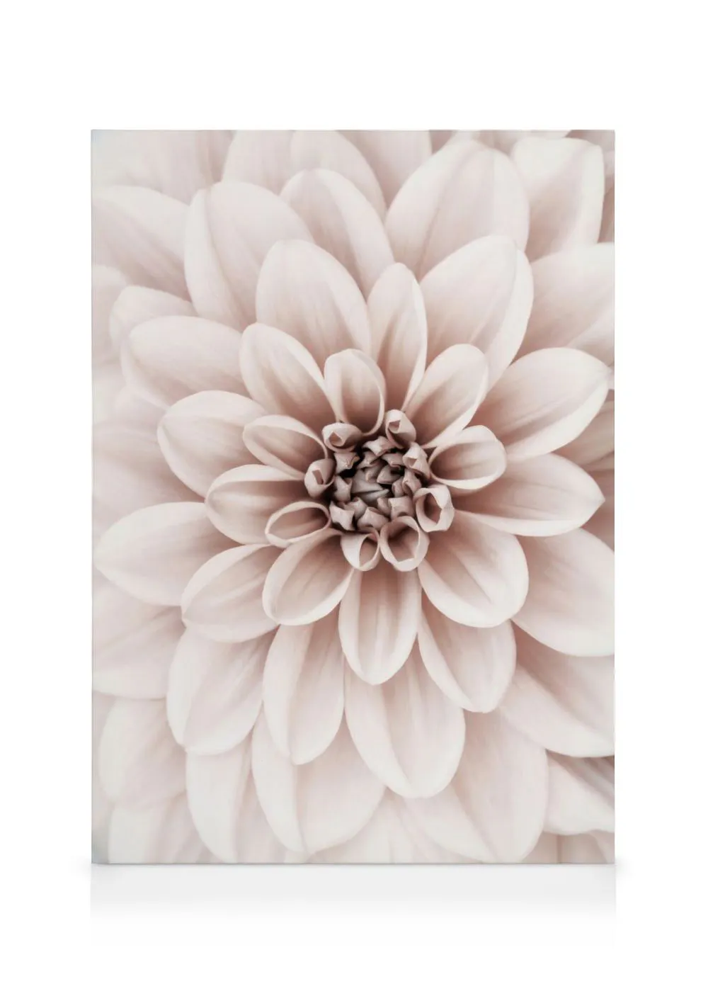 A canvas close-up of a delicate light pink dahlia flower with layered petals and a detailed centre.
