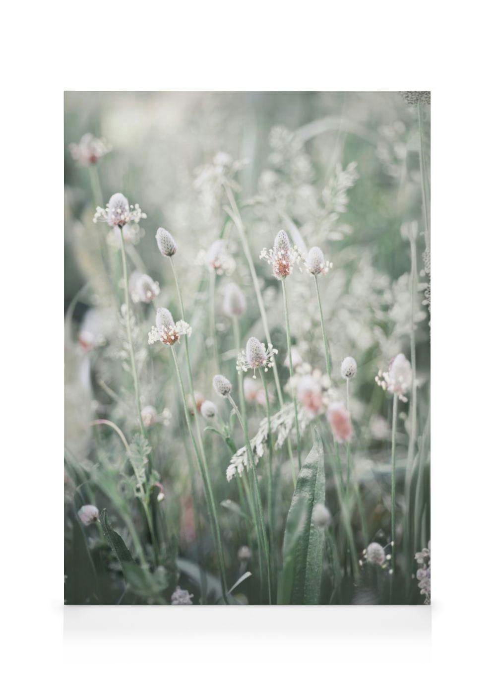 Leinwandbild mit einer sanften, unscharfen Aufnahme von Spitzwegerichblüten in einer grünen Wiese.