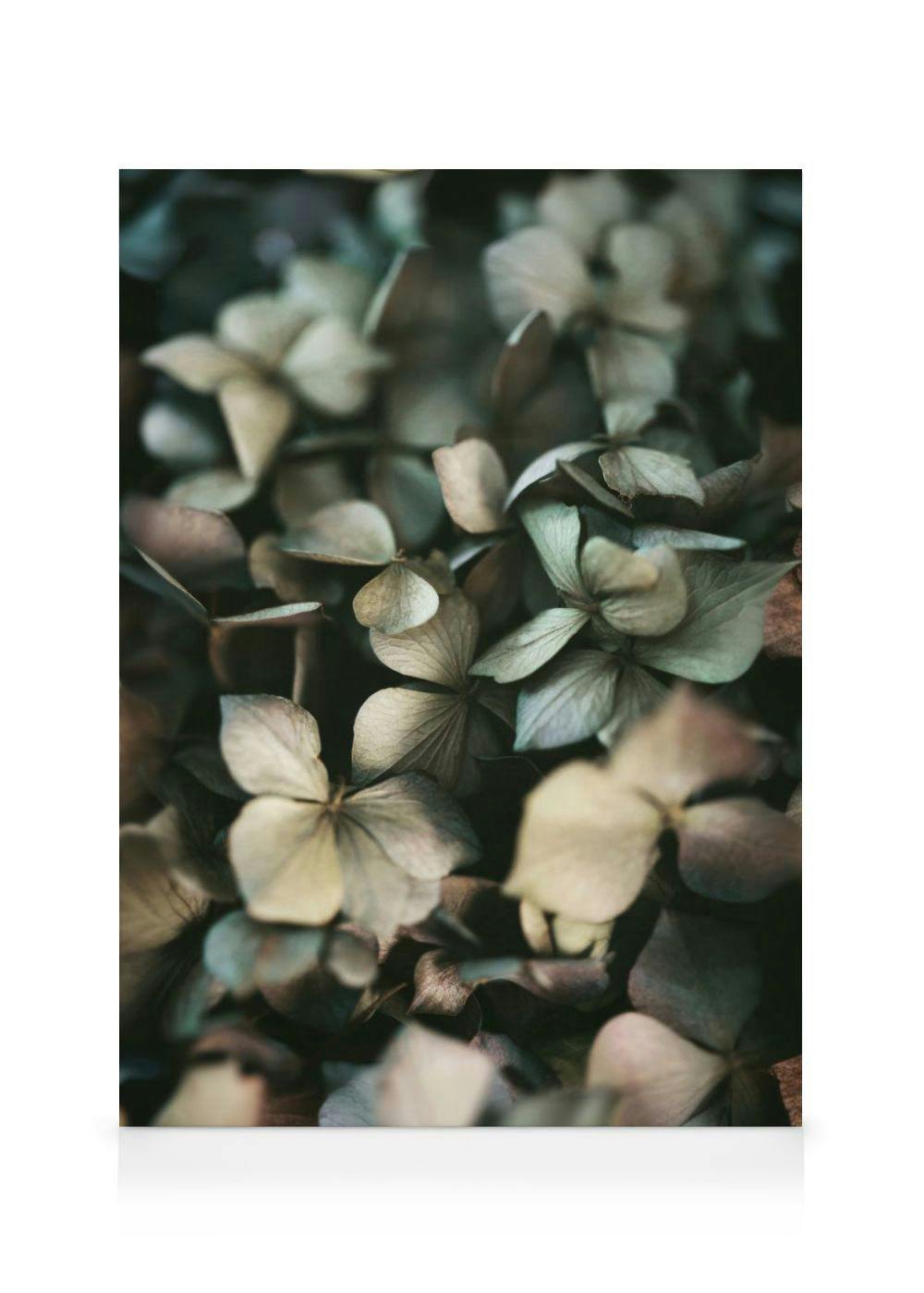 Toile de fleurs dhortensia séchées aux teintes naturelles de vert, beige et marron.