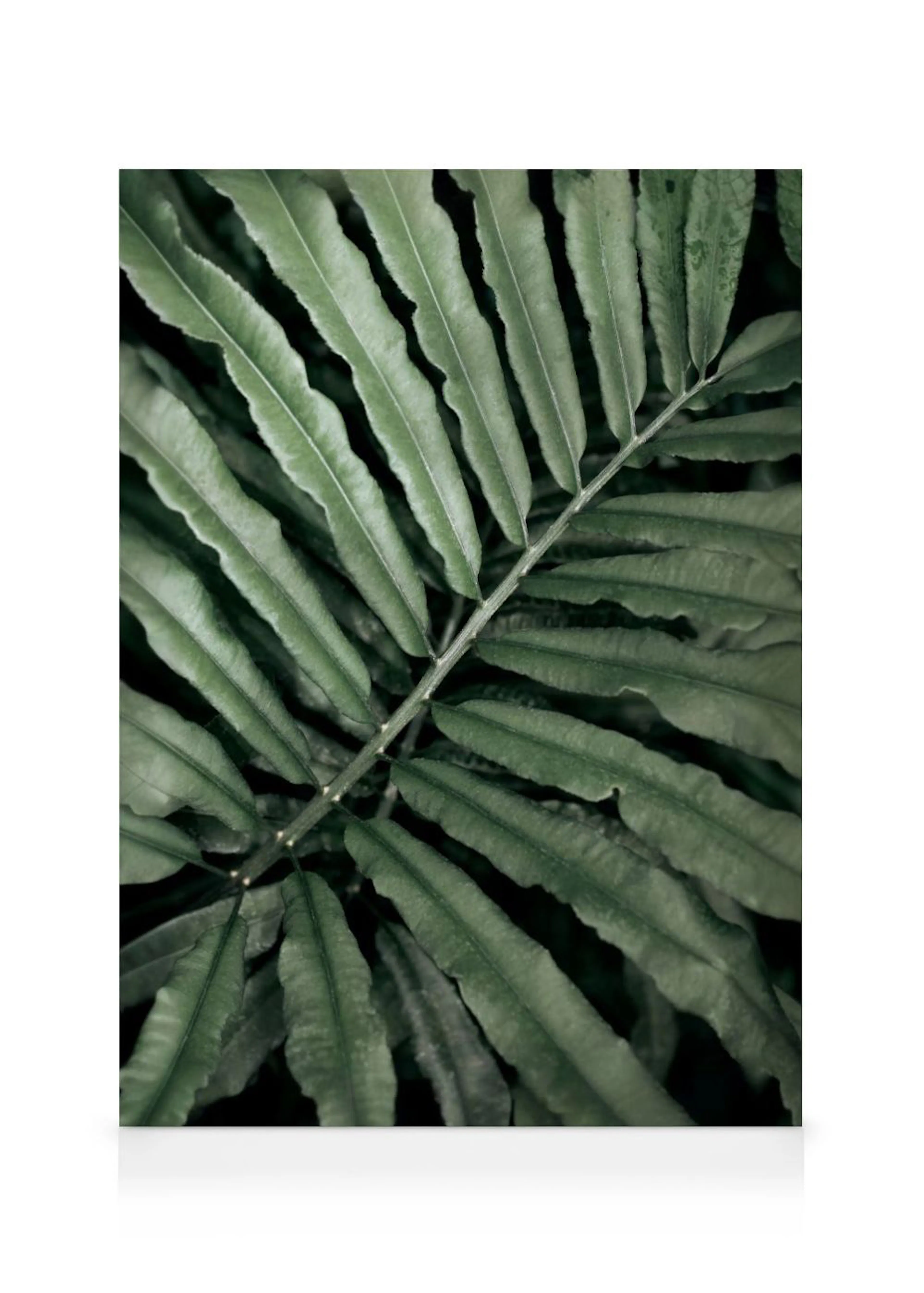 A close-up canvas of dark green fern leaves with a central stem, showcasing natural textures.