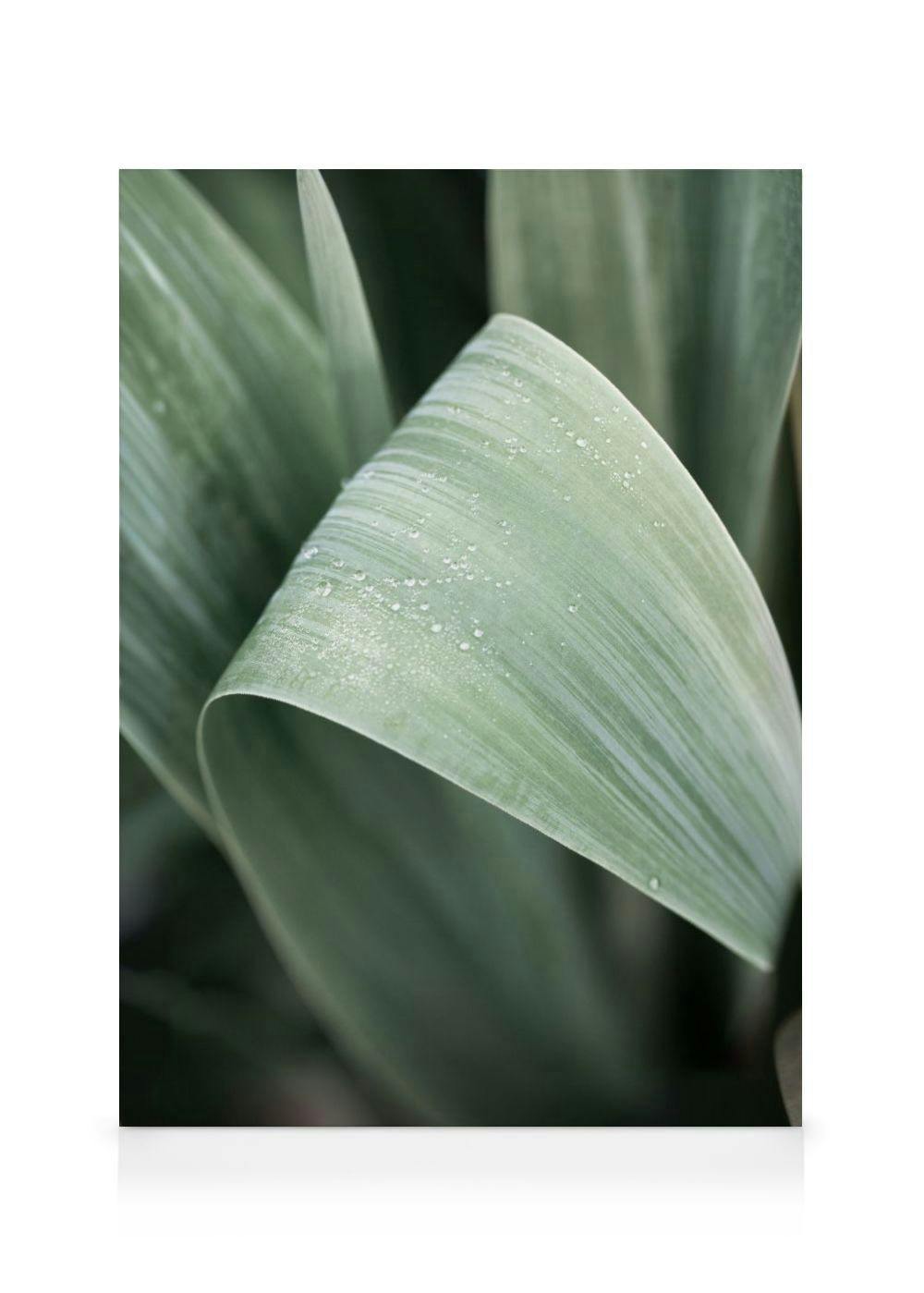 Foglia Verde Stampa su tela (70x100 cm) - Poster Store