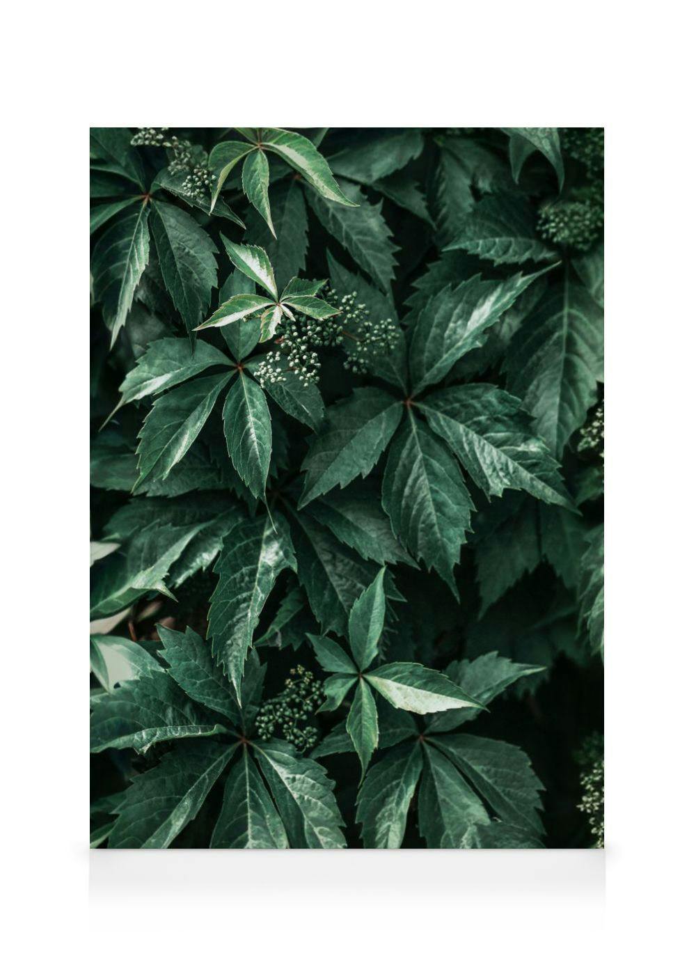 Wild Grape Leaves Canvas Print (30x40 cm - Black Frame) - Poster Store High Quality Picture Frames
