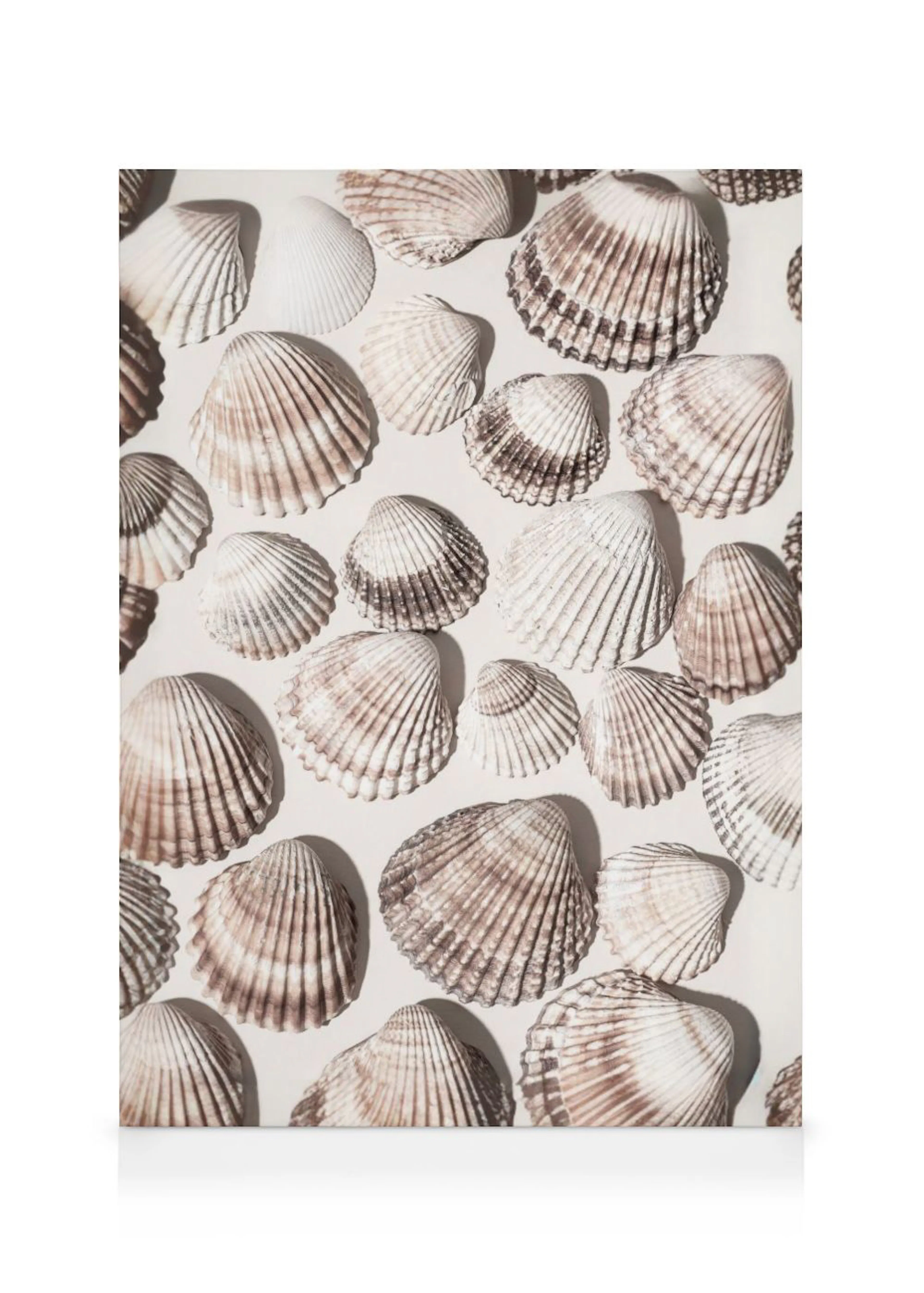 A canvas displaying a pattern of beige and brown seashells scattered on a light background, creating a natural coastal theme.