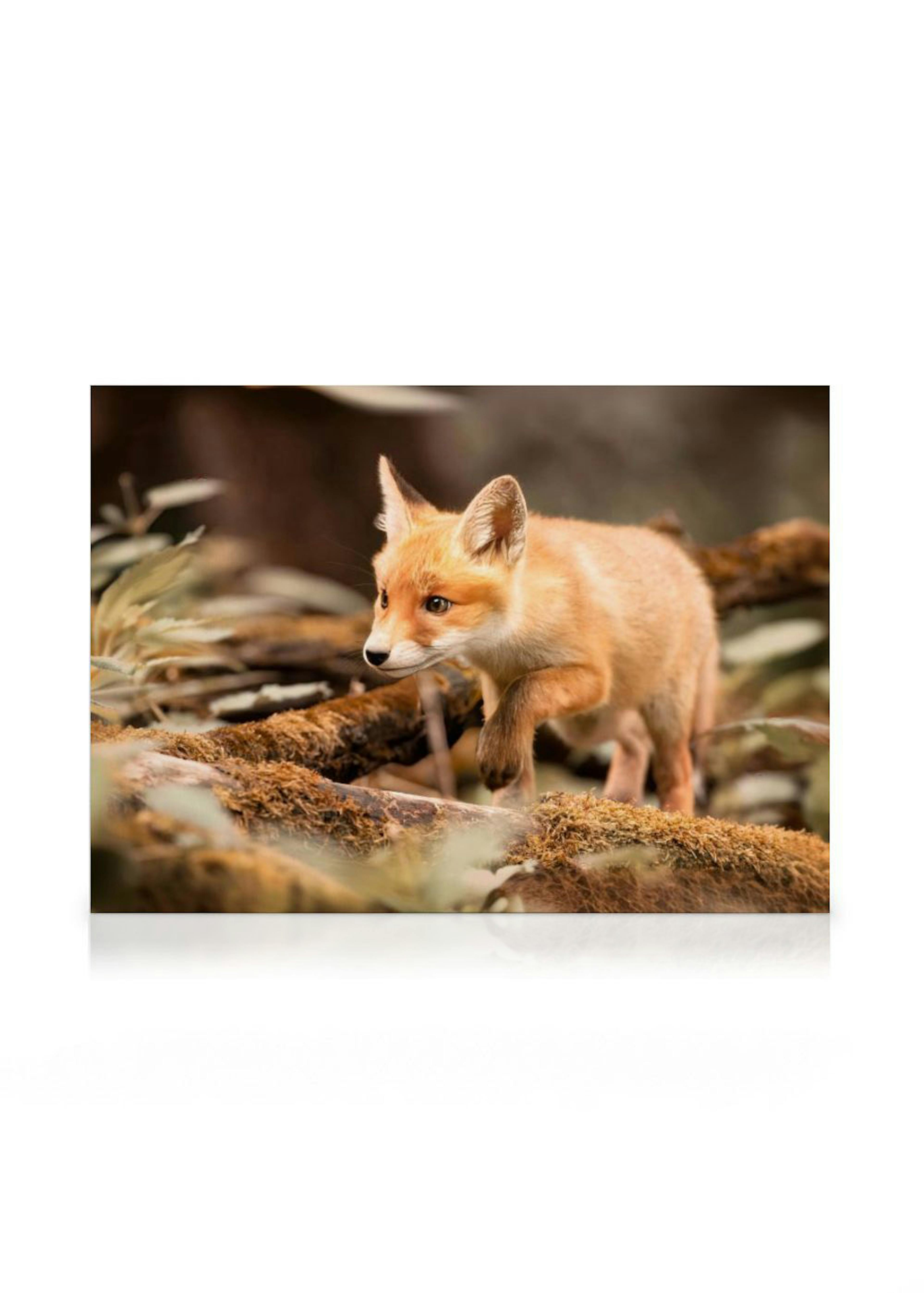 Renard de la Forêt Toile 0
