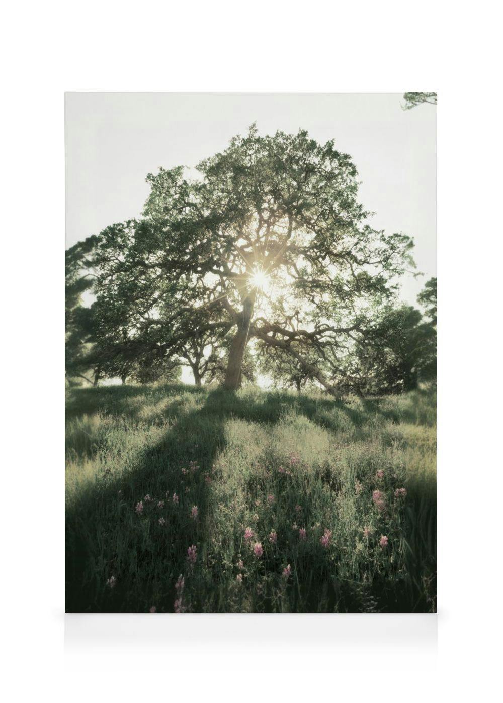 Sun Shining Through Stampa su tela (30x40 cm) - Poster Store
