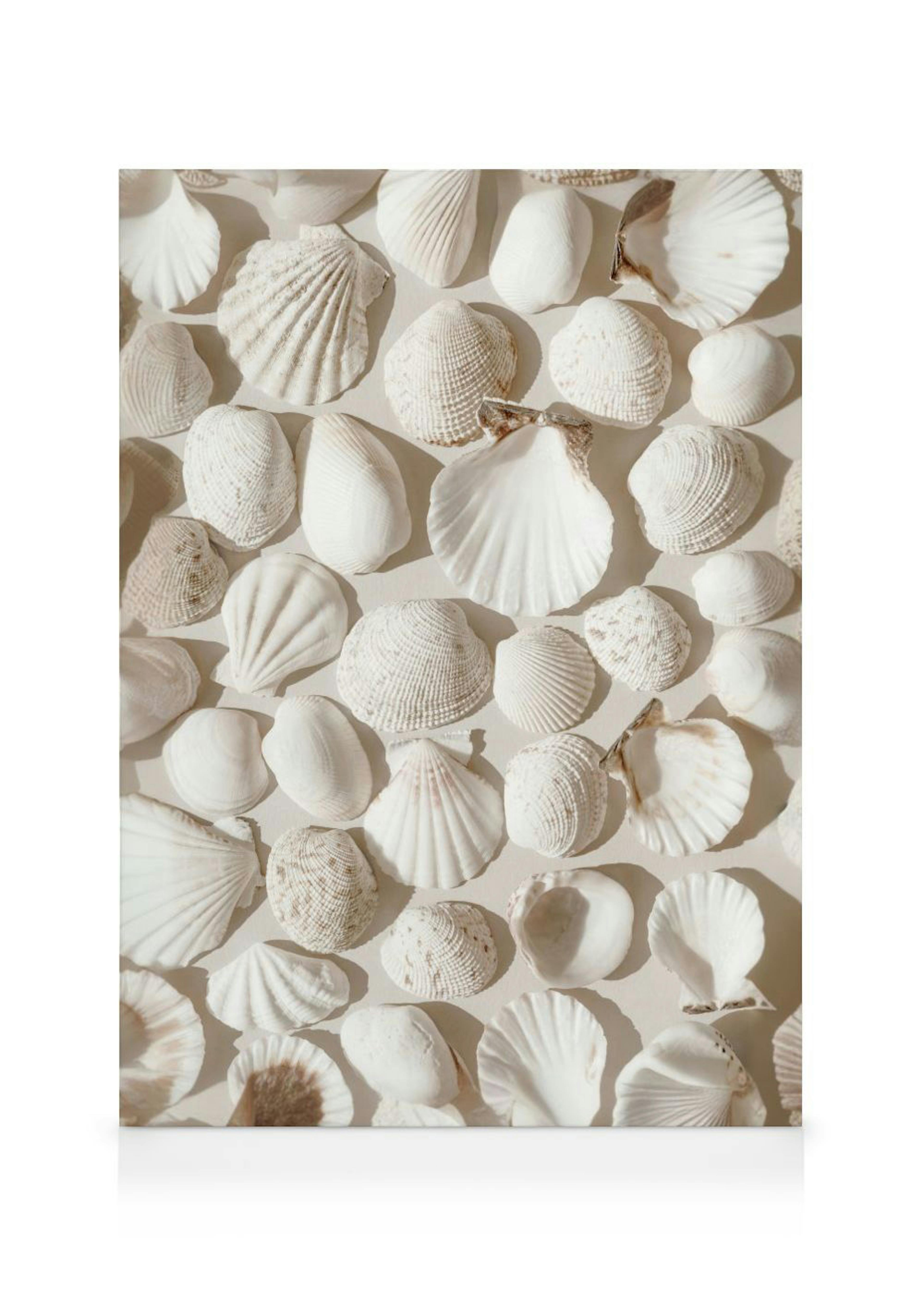 Een canvas met een patroon van diverse witte en beige zeeschelpen en schelpen, van bovenaf gezien.