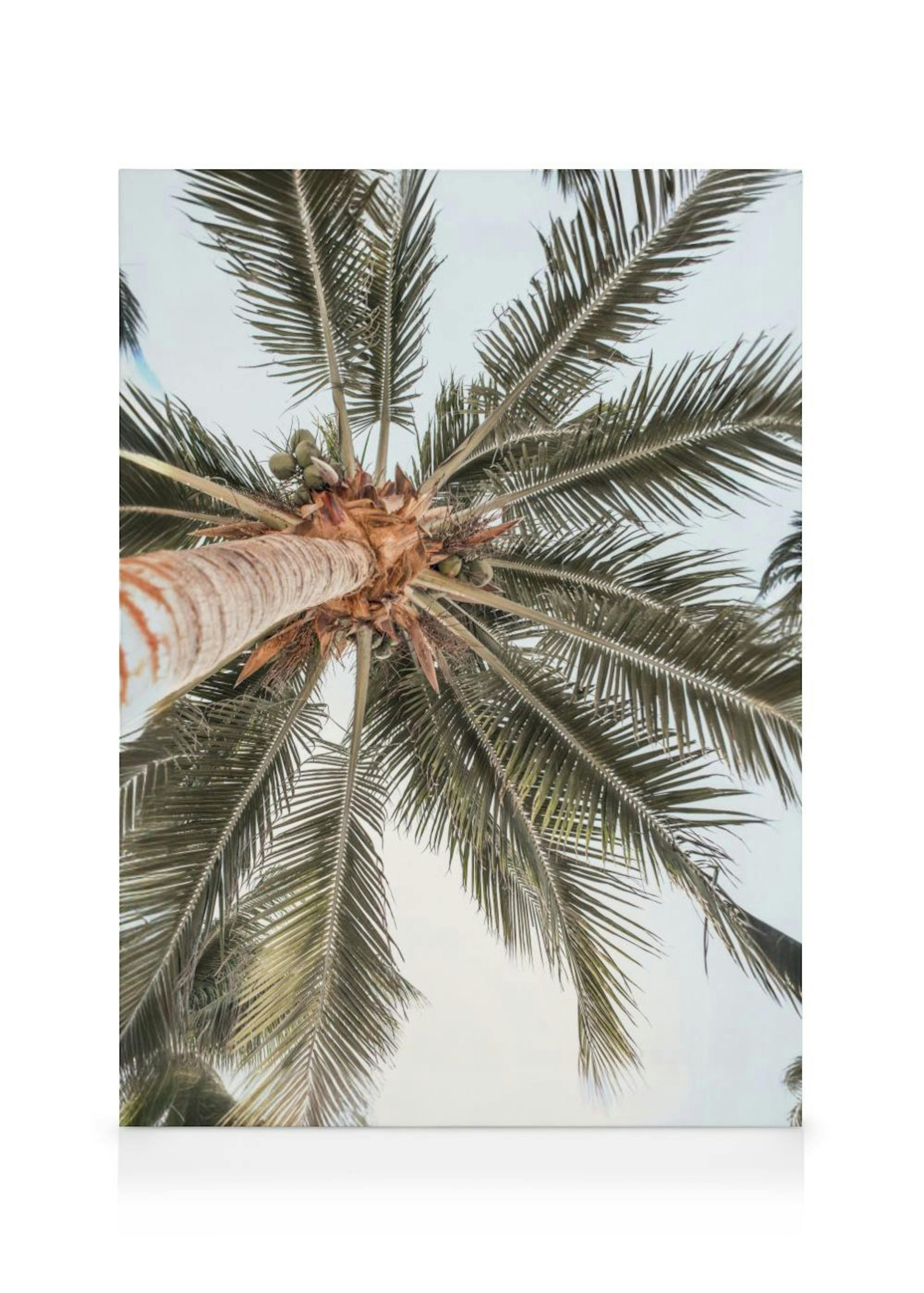 Palm View Leinwandbild 0