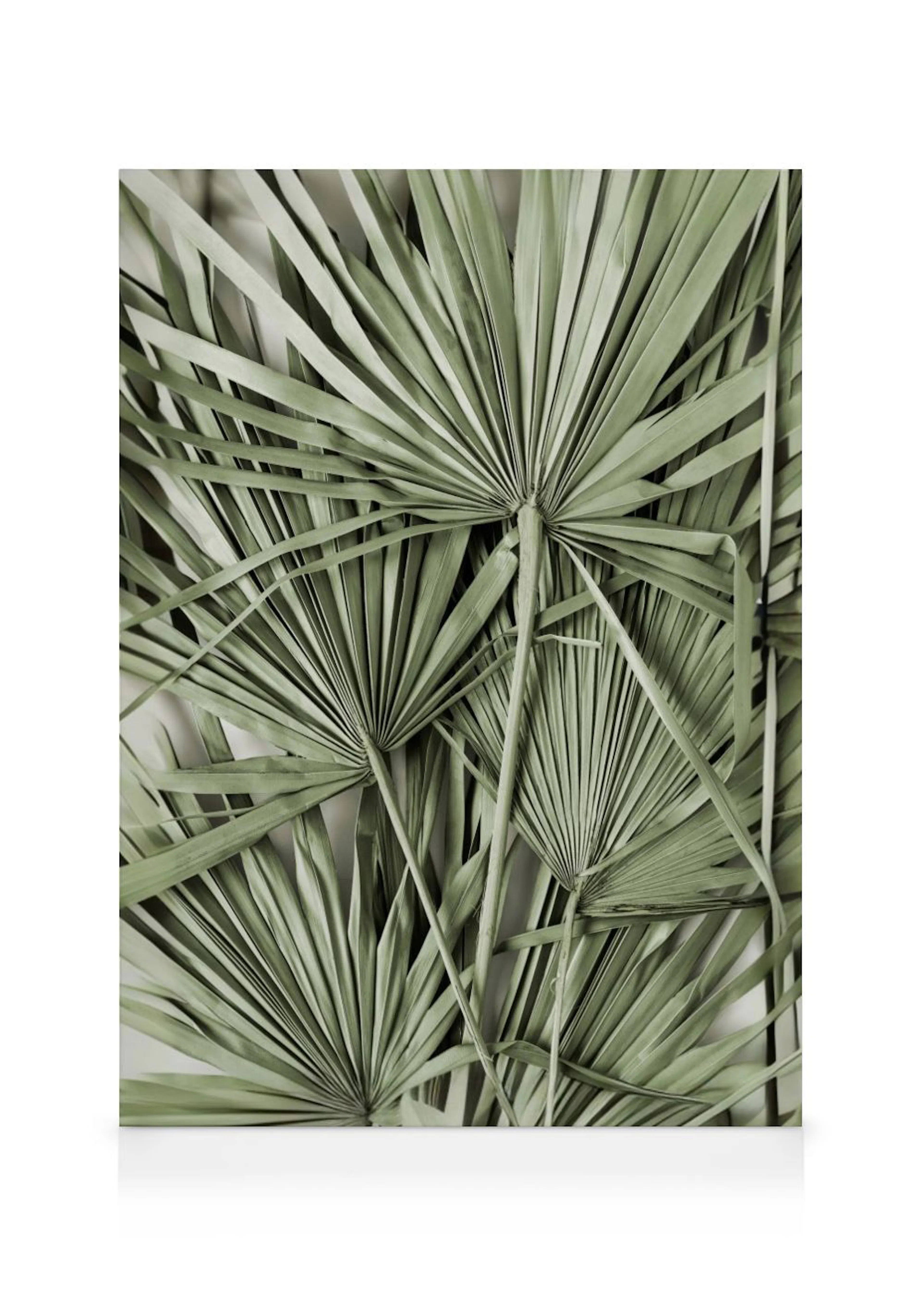 A canvas displaying a close-up of dry green palm leaves with visible veins and stems.