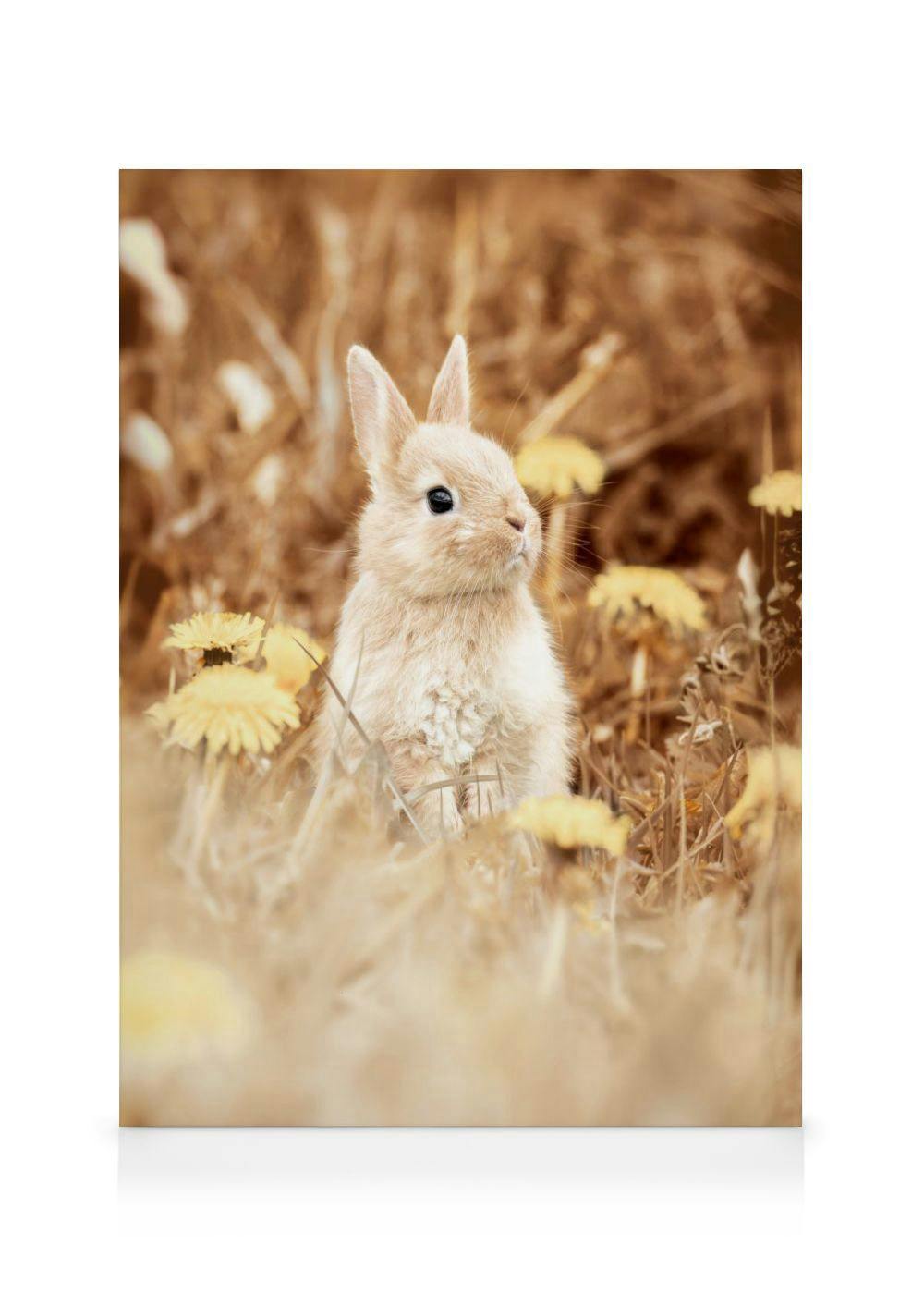 Toile dun adorable bébé lapin beige aux yeux noirs au milieu de lherbe sèche et de pissenlits jaunes.