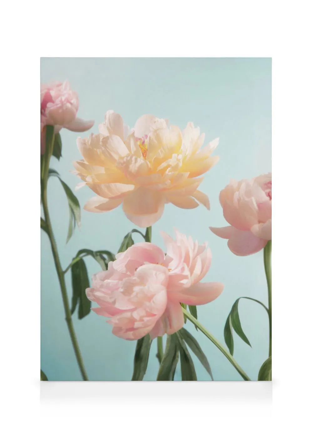 A canvas featuring light pink and yellow peonies with green stems on a soft blue background.