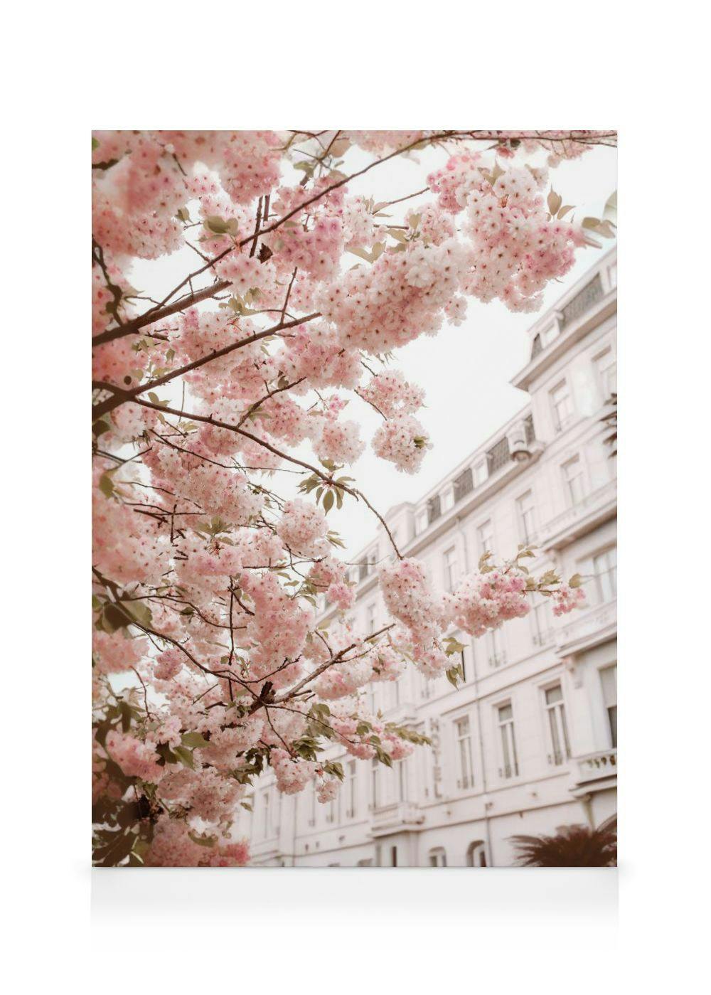 Kersenbloesem Canvas (30x40 cm - Fotolijst Zwart) - Poster Store