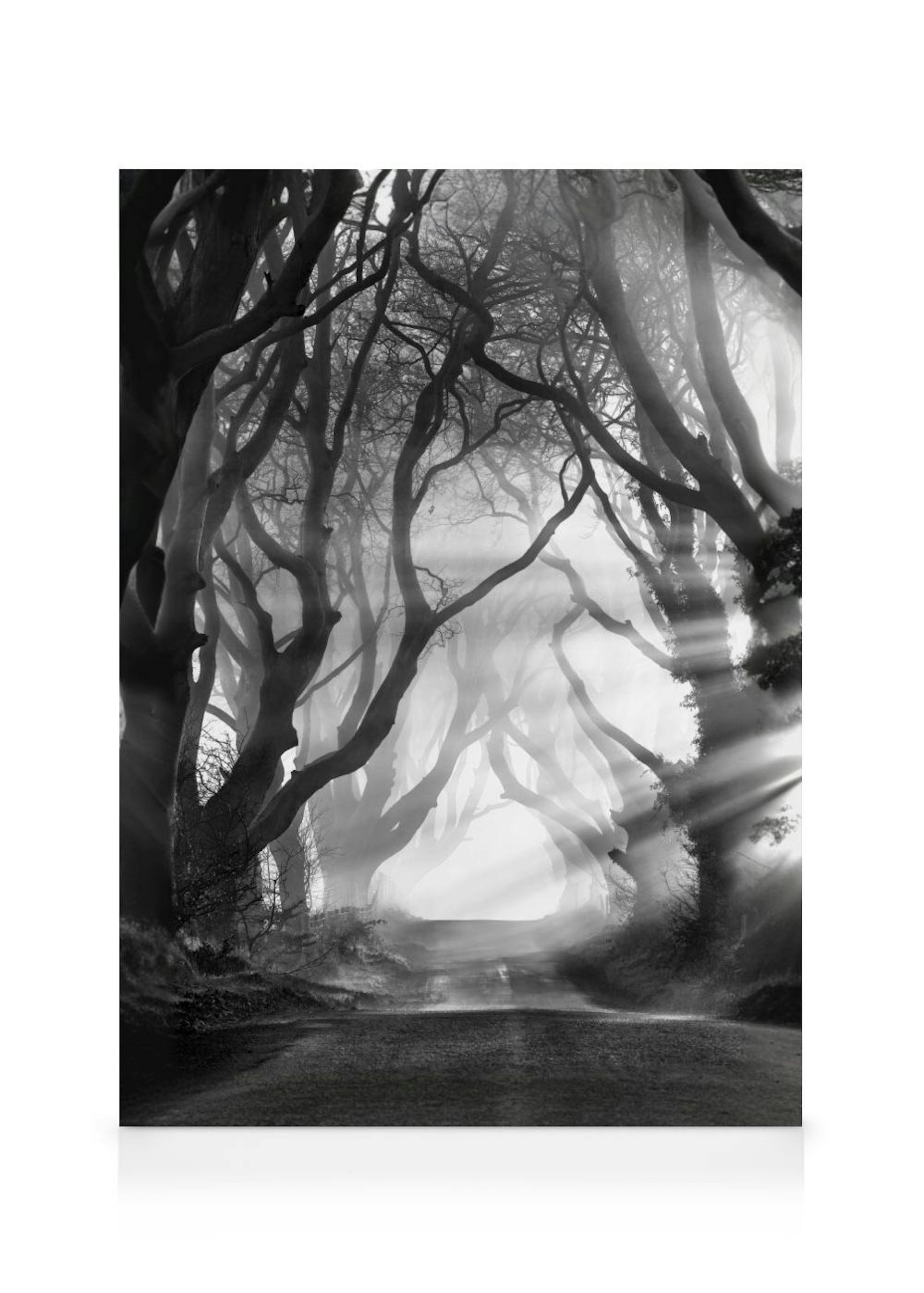 Dark Hedges Toile 0