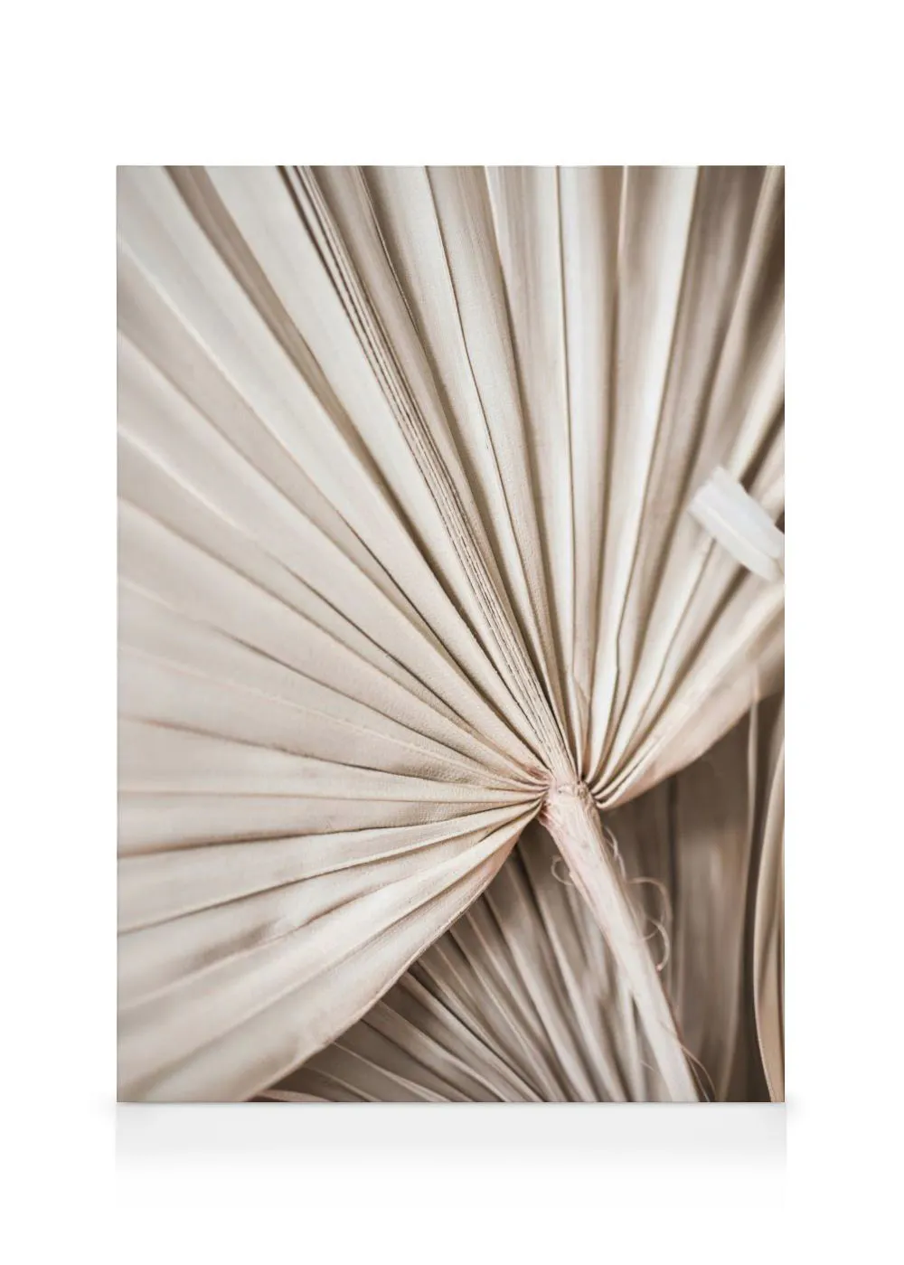 A close-up canvas of a dried fan palm leaf with natural light brown and beige tones.