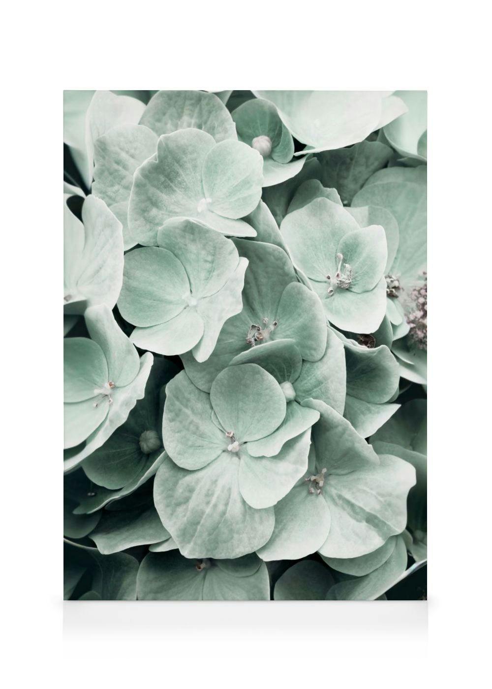 Canvas Prints - Hydrangea Flower Canvas print (70x100 cm) - Poster Store