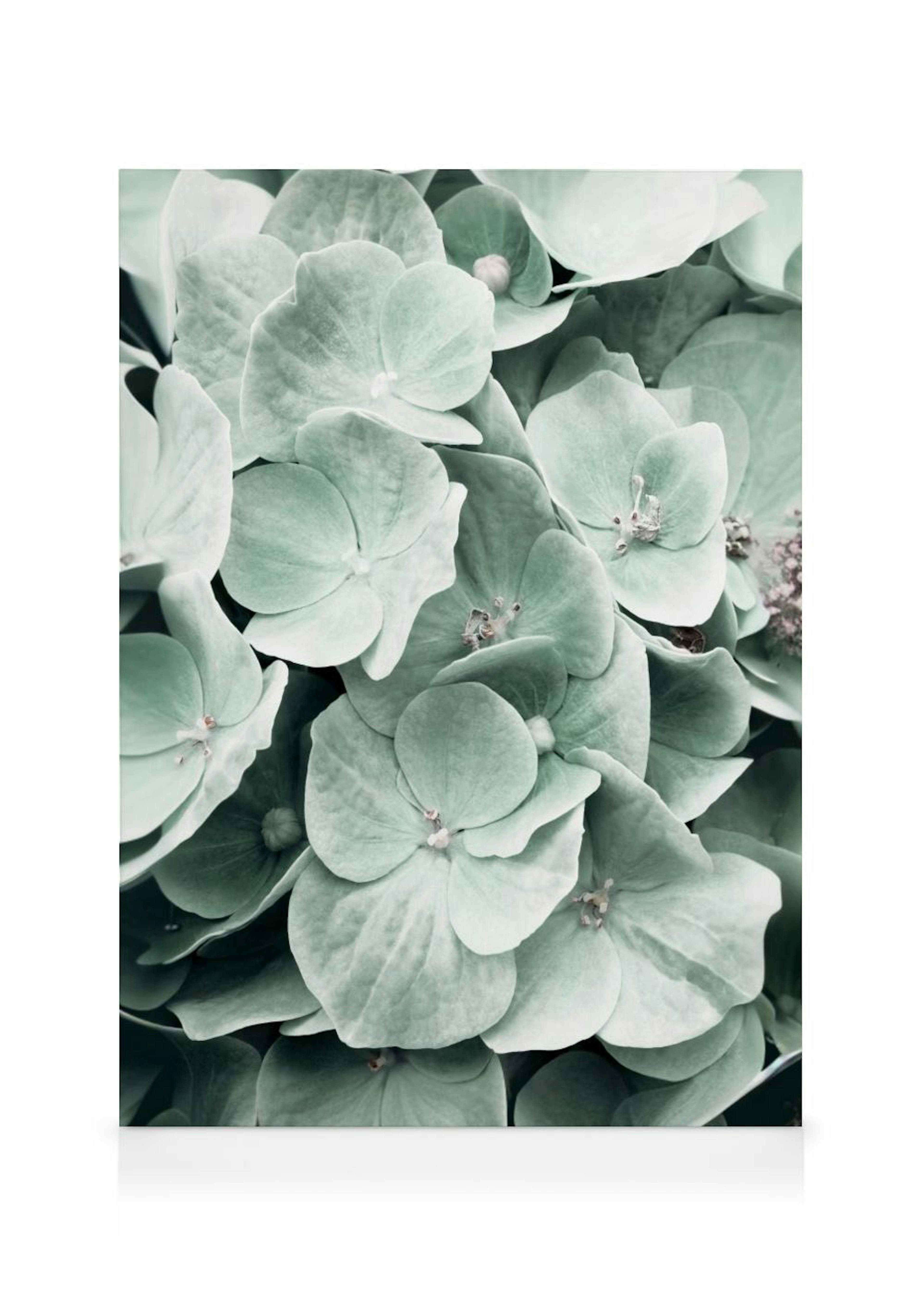 Fiori di Ortensia Stampa su tela 0