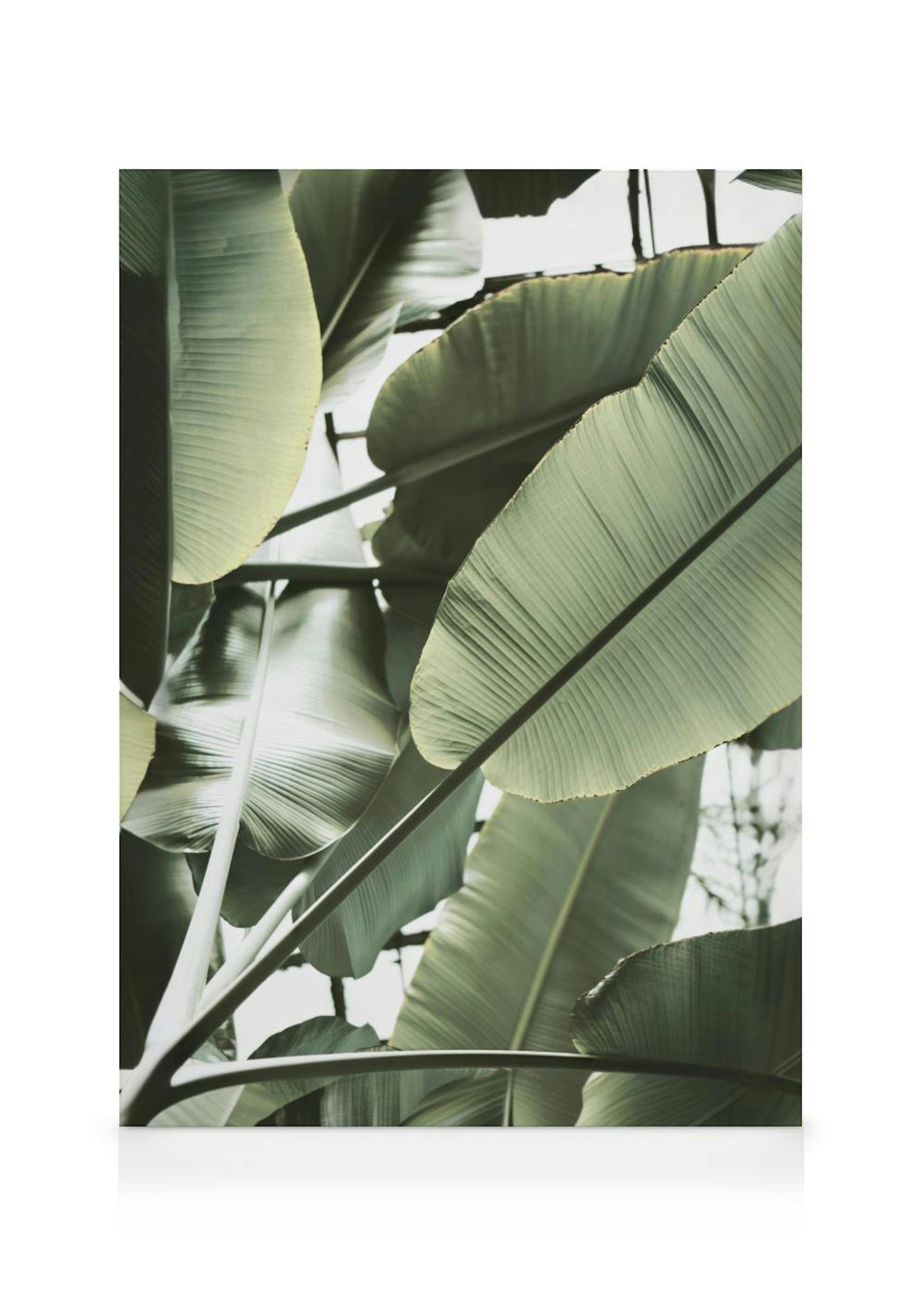 Une toile représentant des feuilles de bananier tropicales dun vert apaisant, avec des détails de nervures visibles.