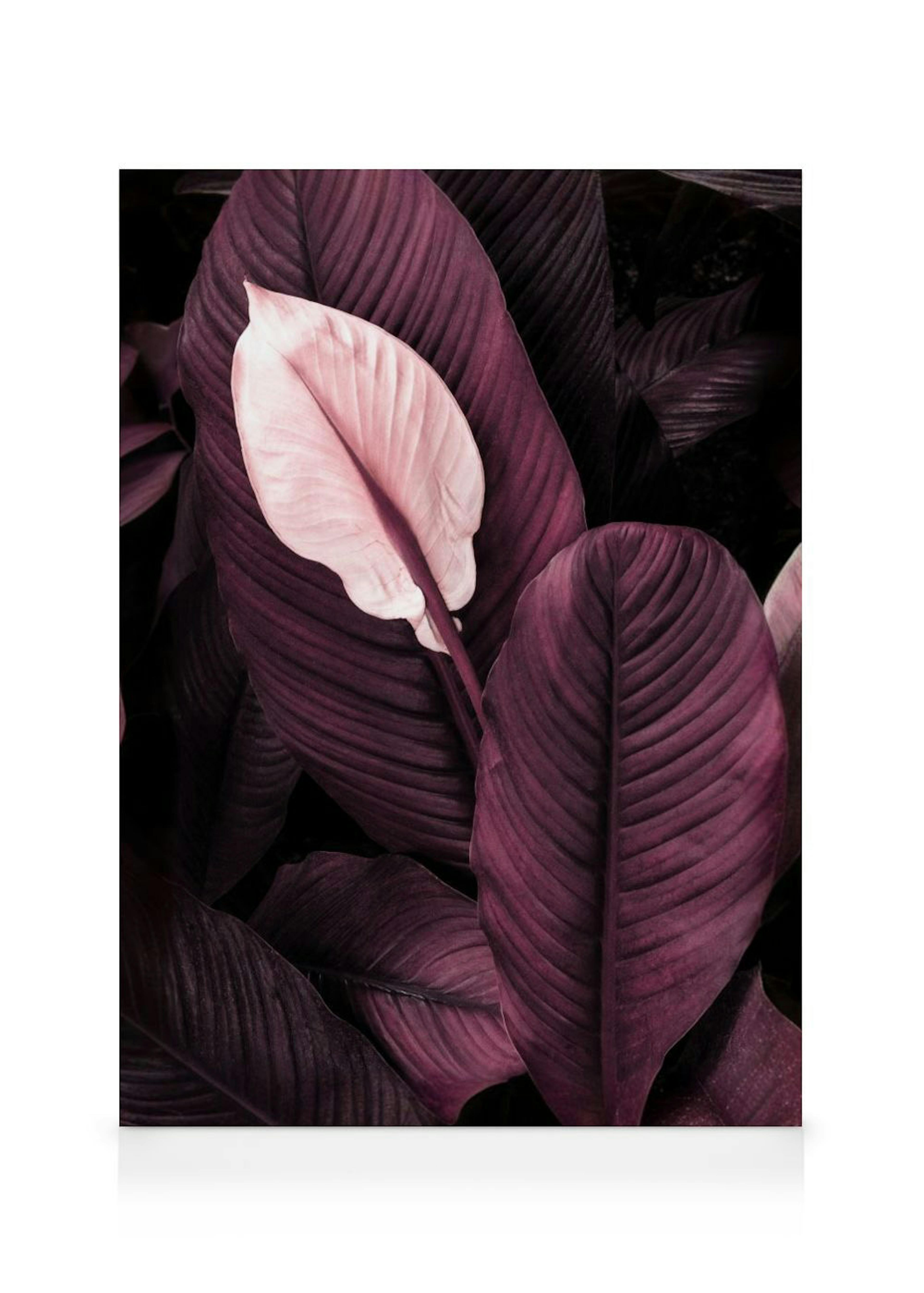 Leinwandbild mit einer sanft rosafarbenen Blüte, umgeben von dunkelvioletten Blättern.