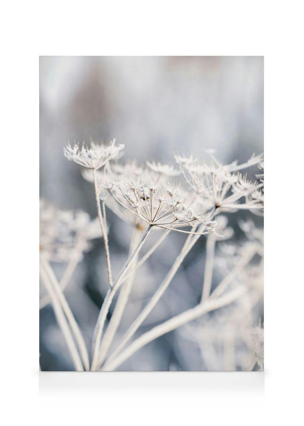 Frozen Flower Canvas (70x100 cm - Fotolijst Zwart) - Poster Store
