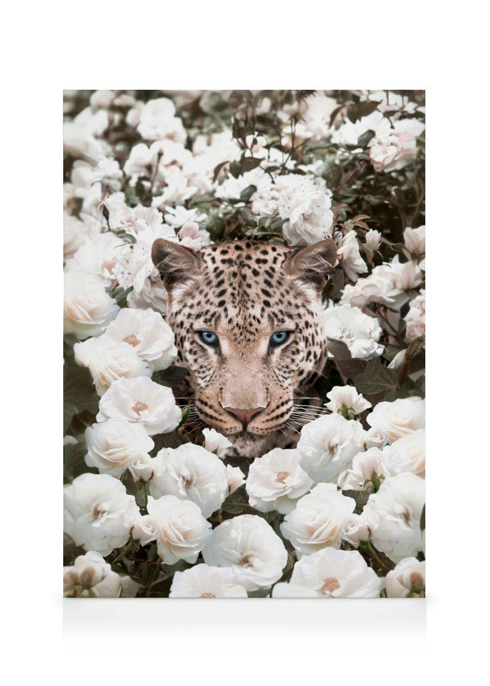 Leinwandbild mit einem Leopardenkopf mit blauen Augen, der aus einem Beet voller weißer Rosen hervorblickt.