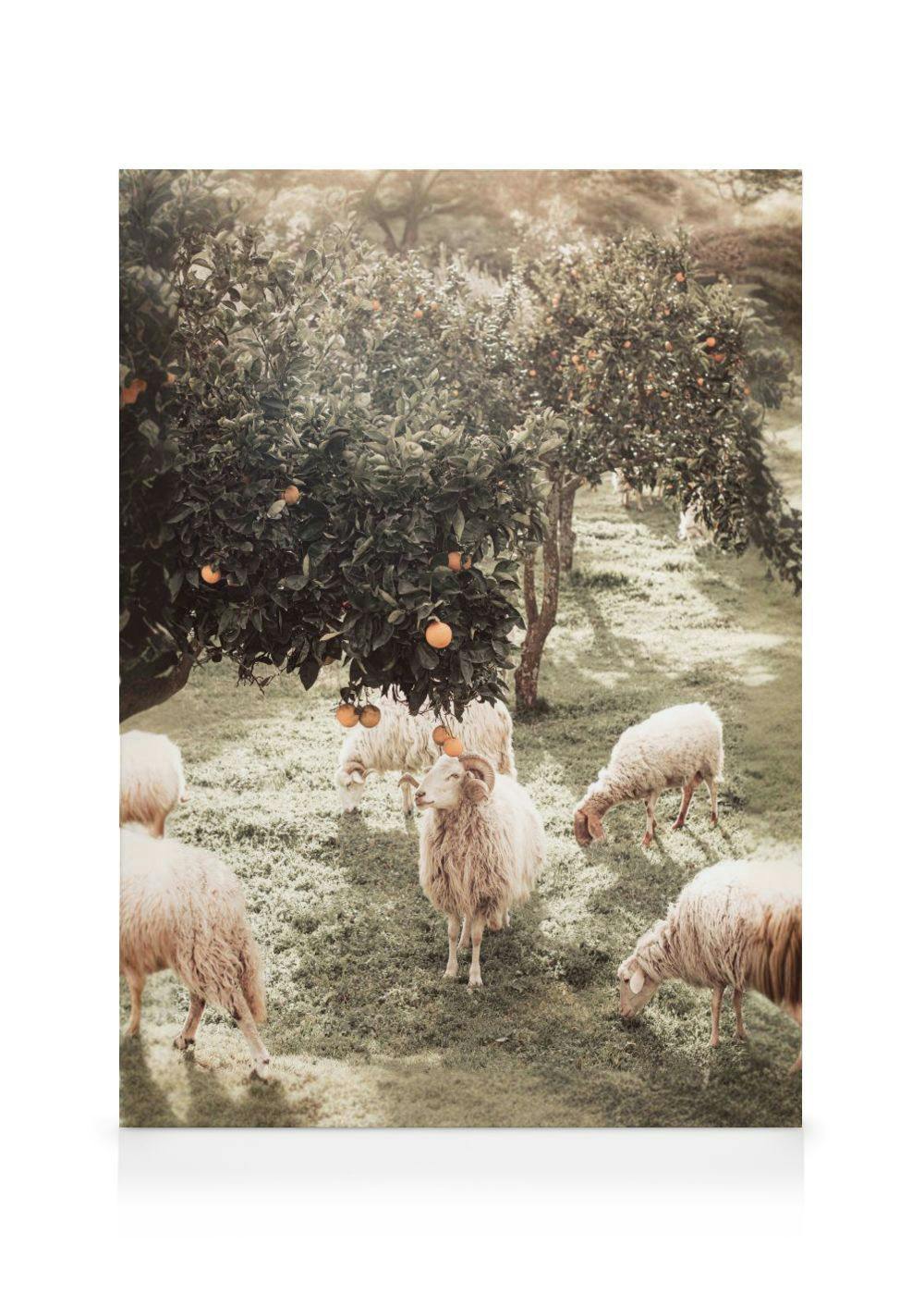 A canvas showing sheep grazing under orange trees in a sunny field.