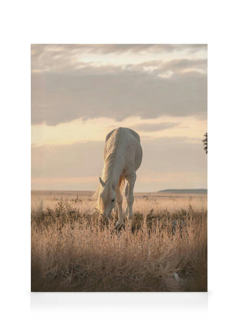 Paard in Zonsondergang Canvas (50x70 cm) - Poster Store