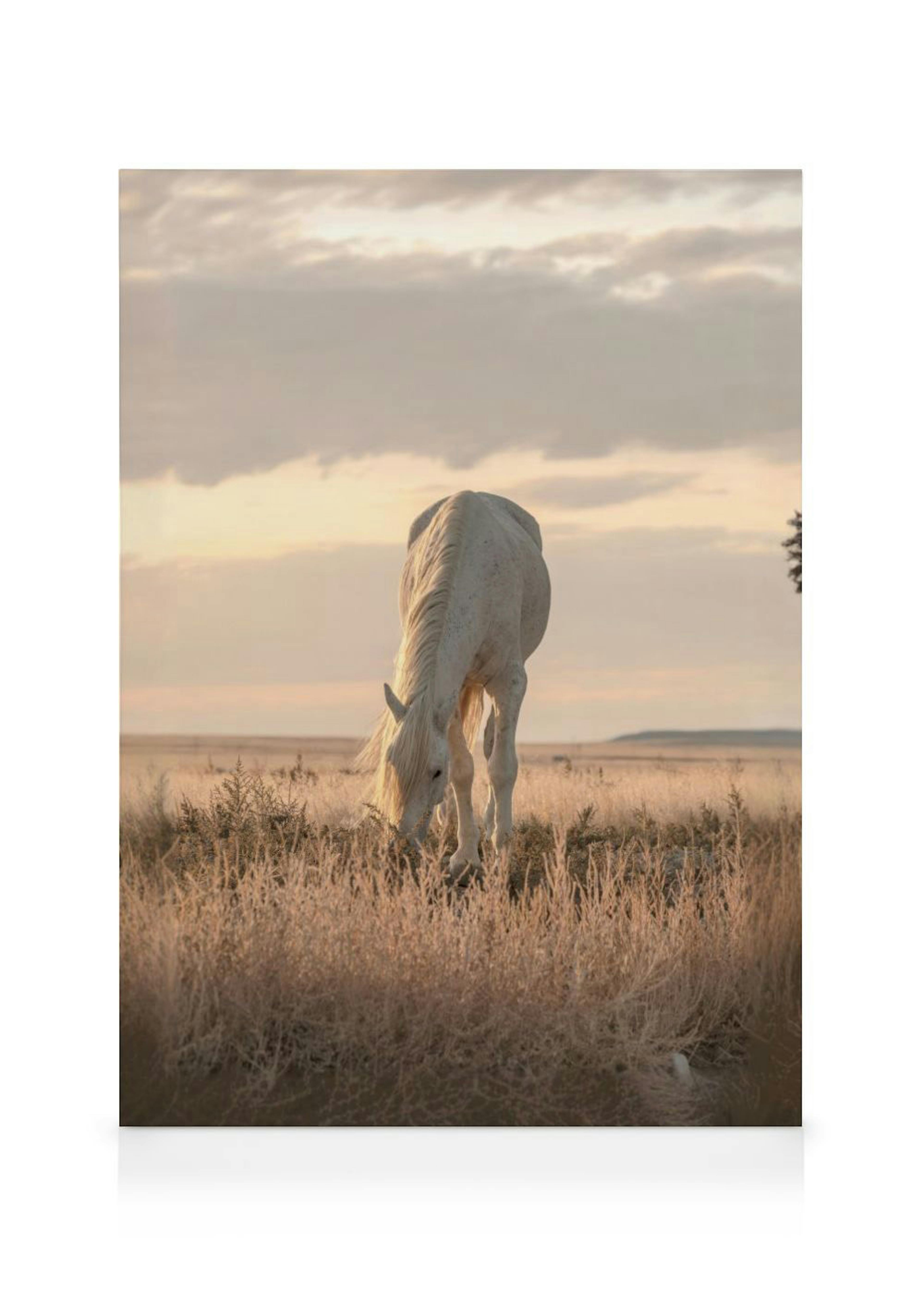 Horse in Sunset Canvas Print 0
