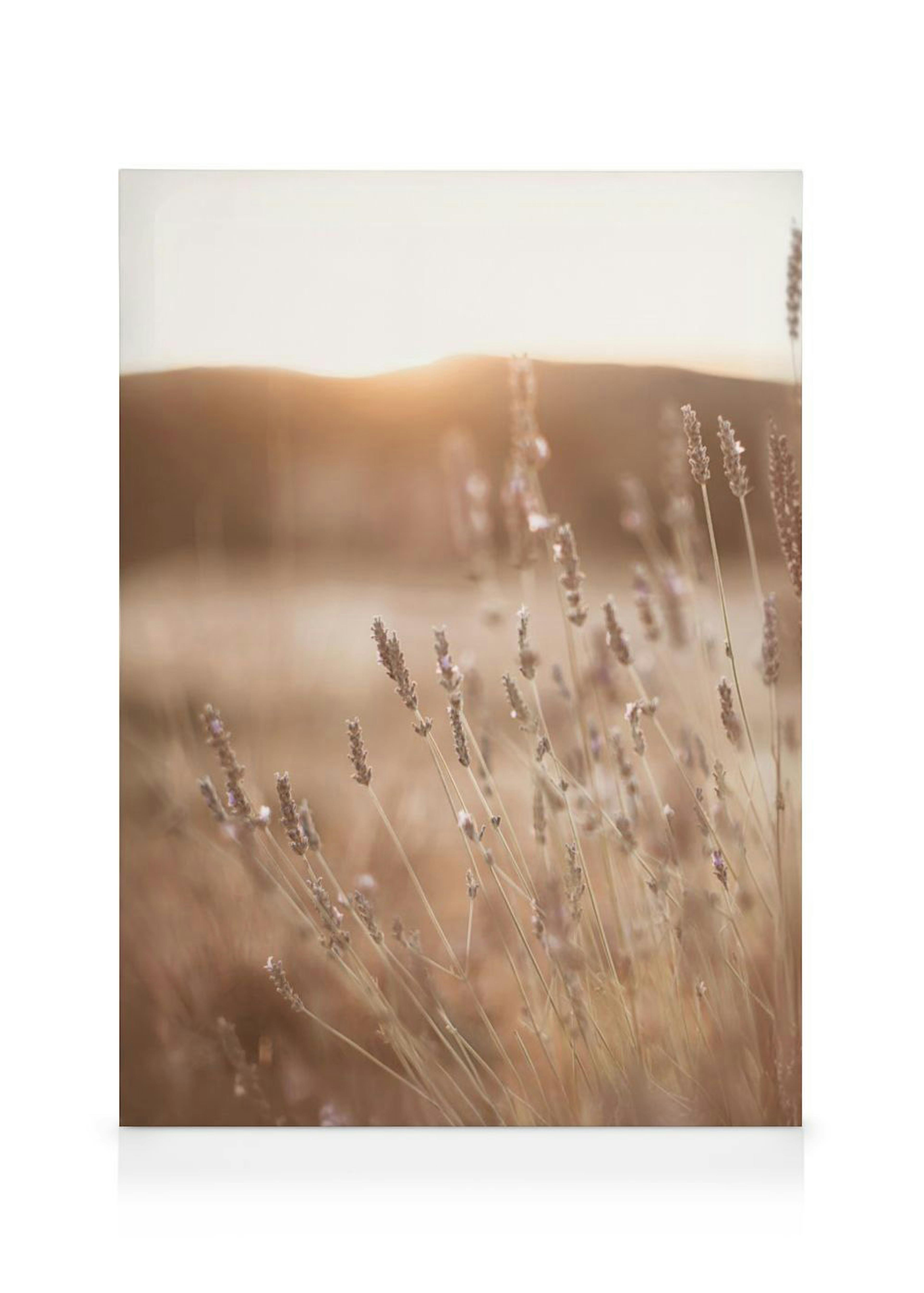 Leinwandbild mit Lavendelpflanzen in einem Feld bei Sonnenuntergang und warmem, goldenem Licht.