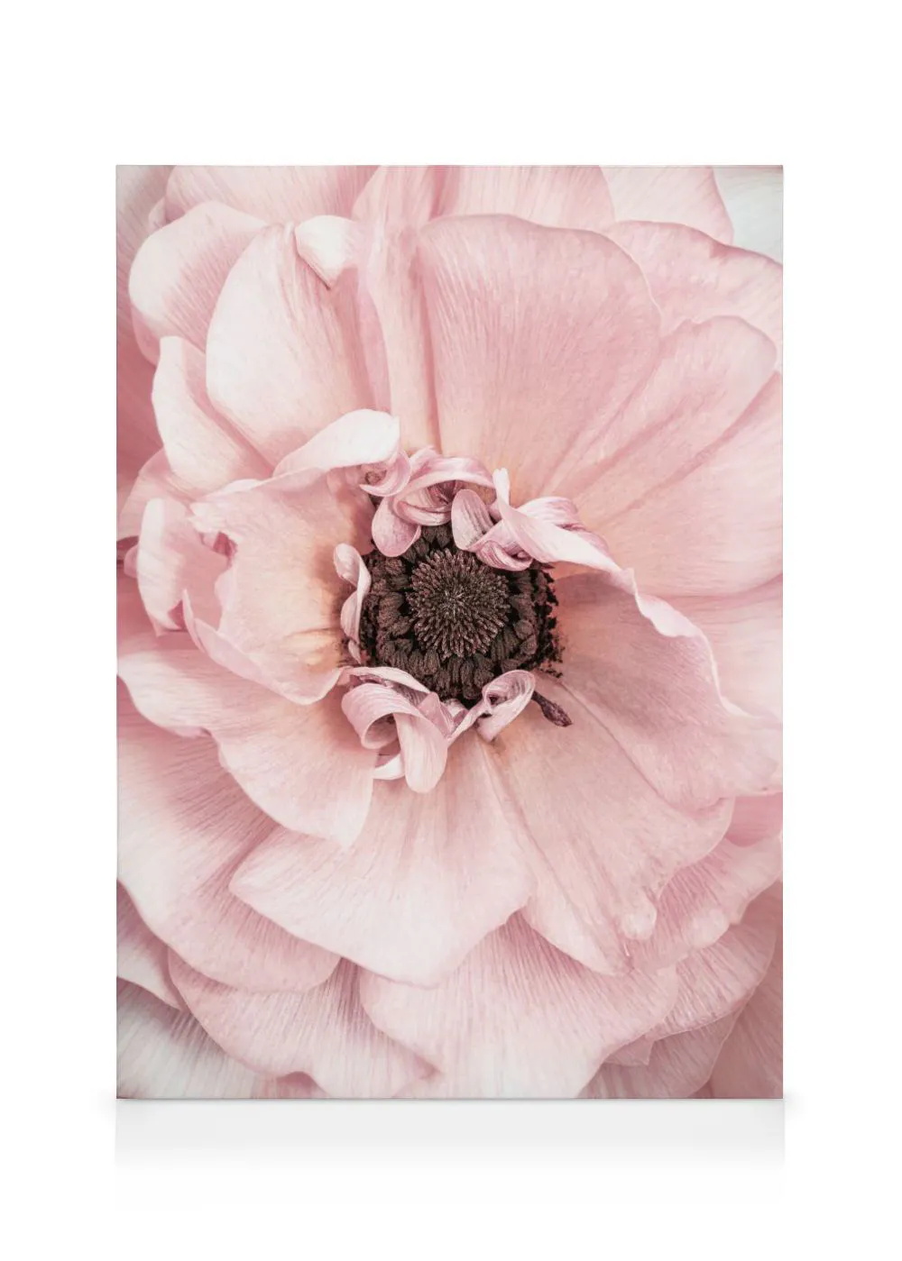 A canvas close-up of a delicate pink ranunculus flower with a dark brown centre.