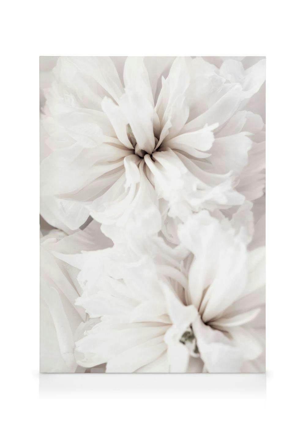 Calm White Flowers Canvas Print (30x40 cm - Oak Frame) - Poster Store High Quality Picture Frames