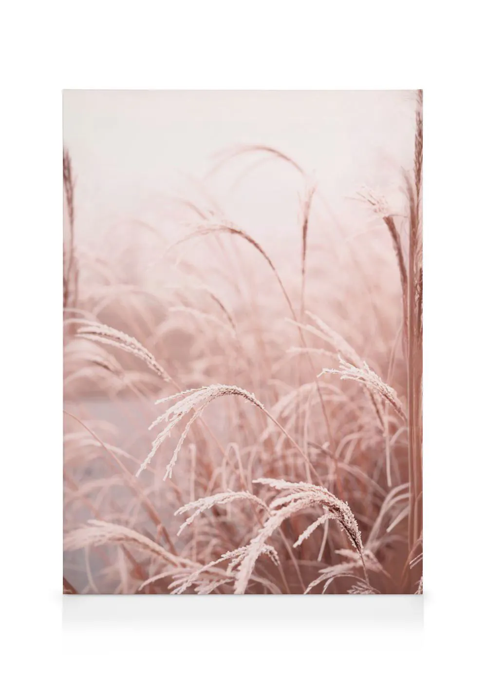 A canvas showing a field of feathery ornamental grass in soft pink and muted brown tones.